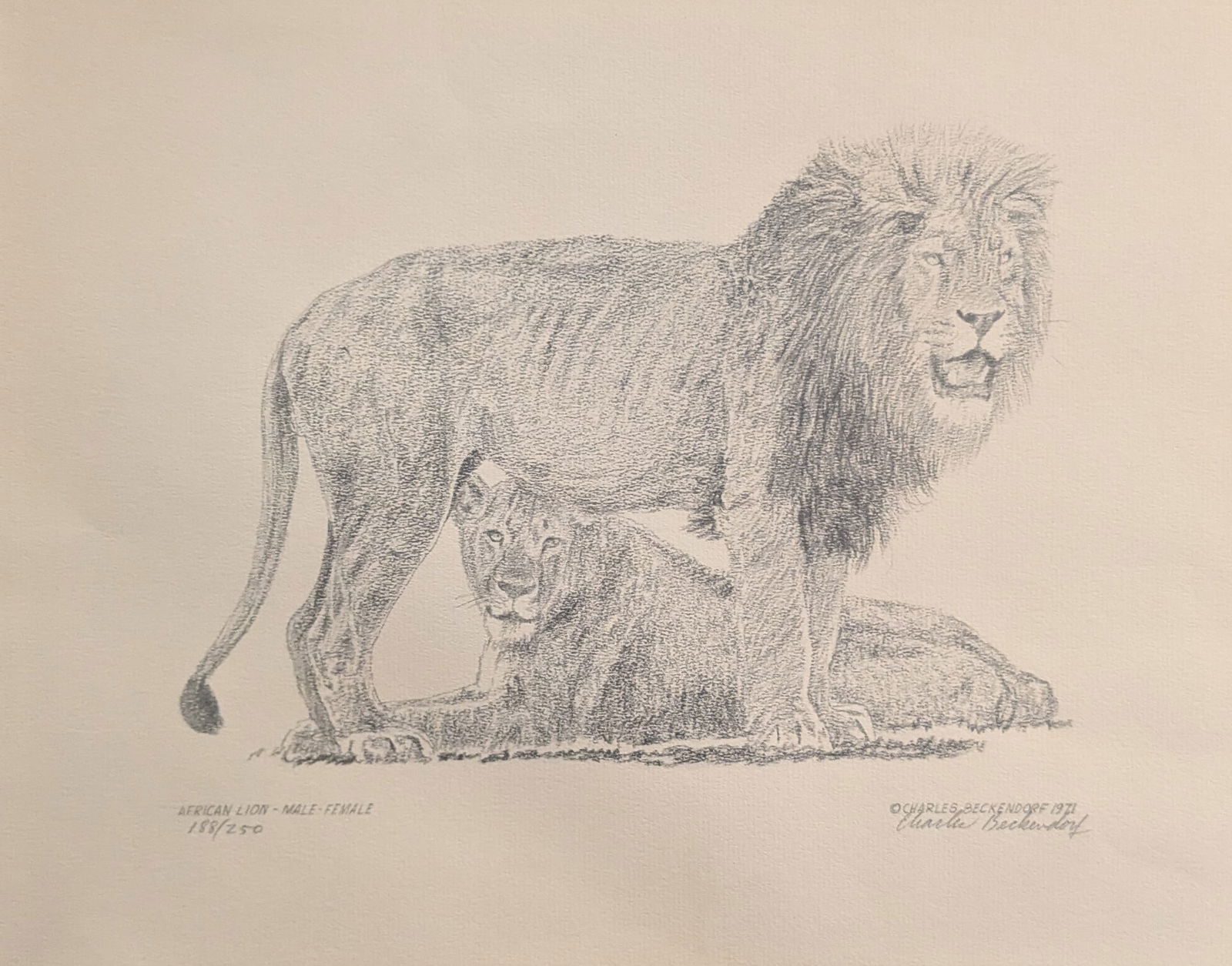 Charles Beckendorf, Limited Edition Print, "Lions" (1 of 6)