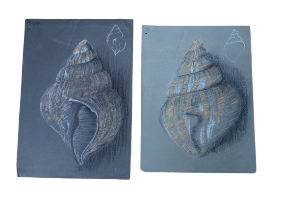 M. Low, Conch Shells: M. Low, Conch Shells, Pencil Sketch.In-house shipping is available for smaller items. Shipping is available for larger and other fragile items through Pac Mail, which is a local shipping option. 