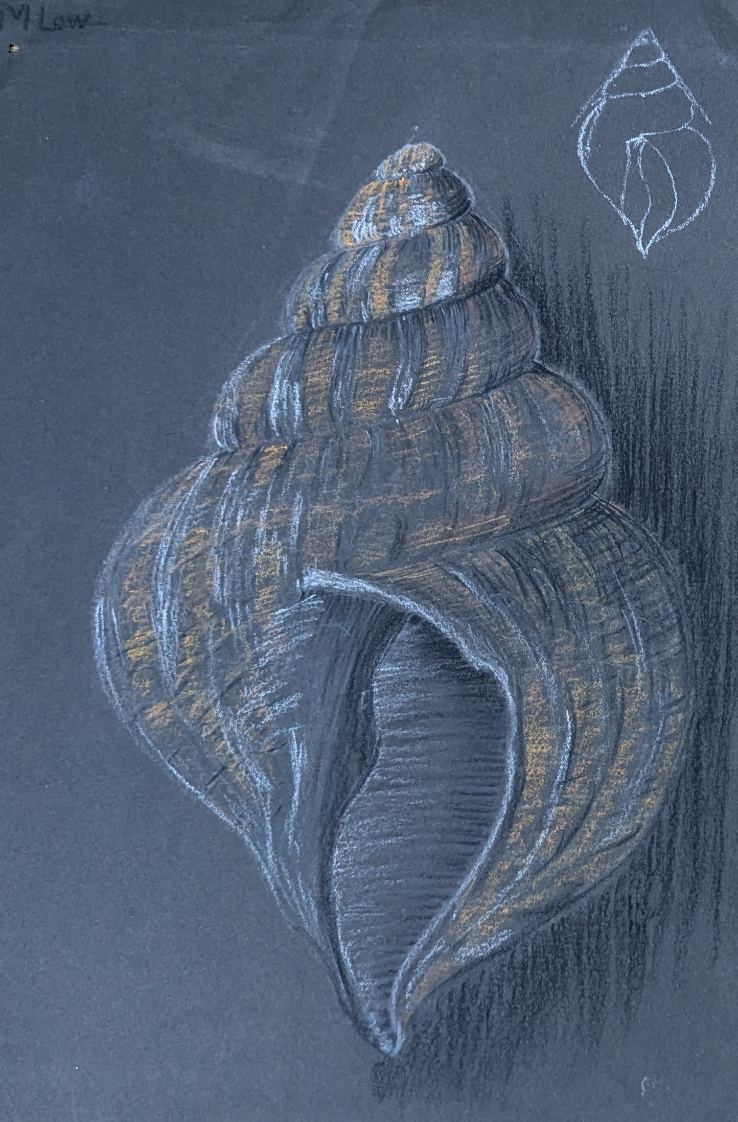 M. Low, Conch Shells - 2