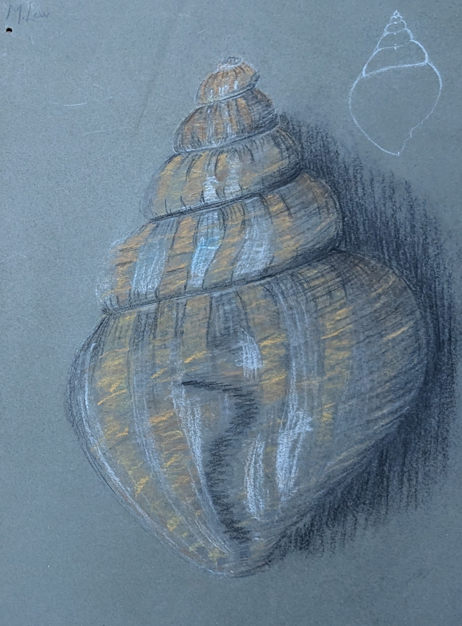 M. Low, Conch Shells - 3