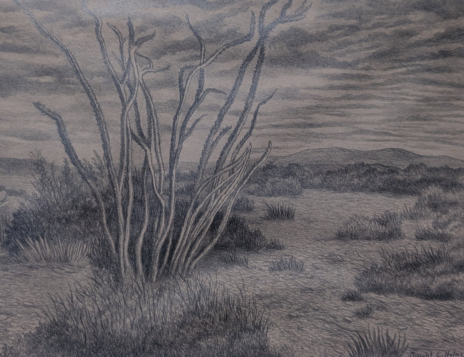 Dwight C. Holmes, Ocotillo Big Bend: Dwight C. Holmes, Ocotillo Big Bend, Pencil Sketch. Sight: 7.25" x 10.25" Frame: 15" x 18.25" In-house shipping is available for smaller items. Shipping is available for larger and other fragile