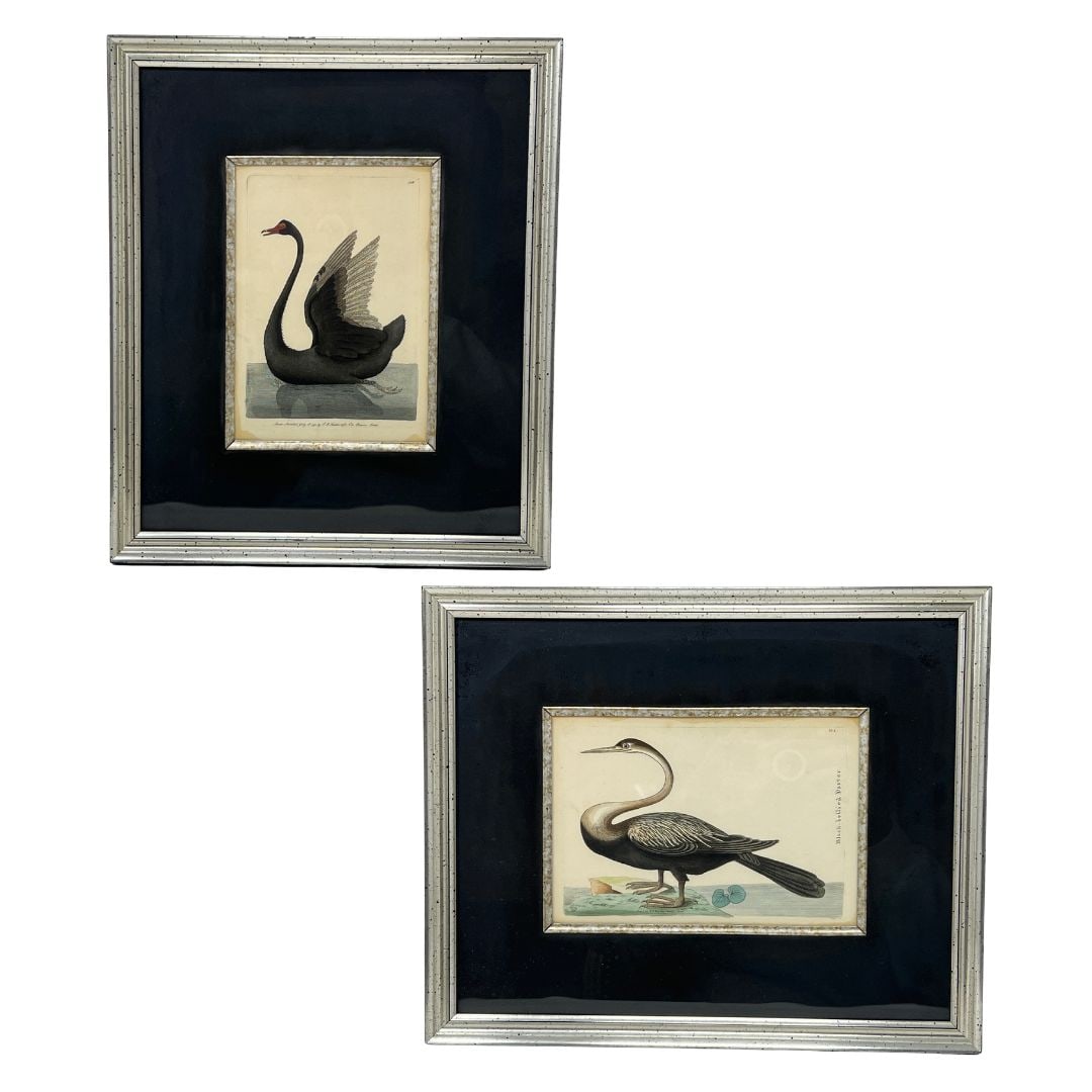 Pair of Framed Black Bellied Bird English Colored Etchings on Paper (1 of 14)