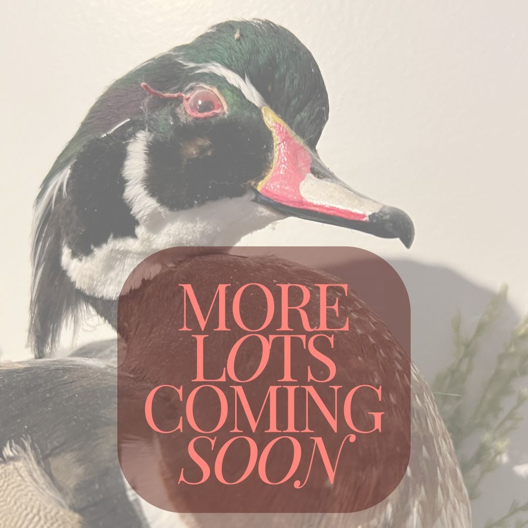 Under Construction - Lots currently uploading!