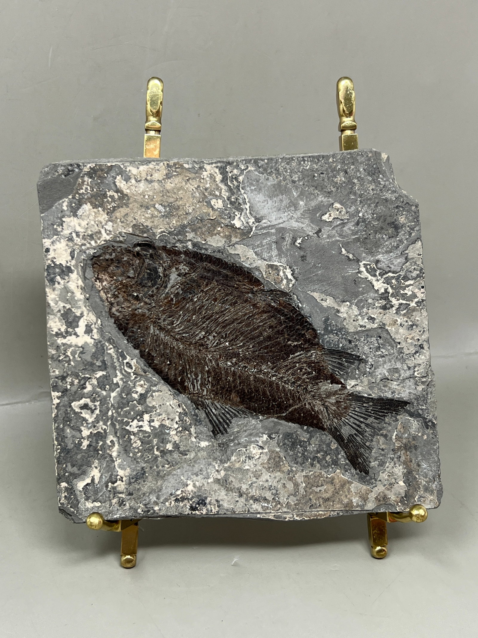 Jiang Hanichthys Fossilized Fish Fossil (1 of 4)