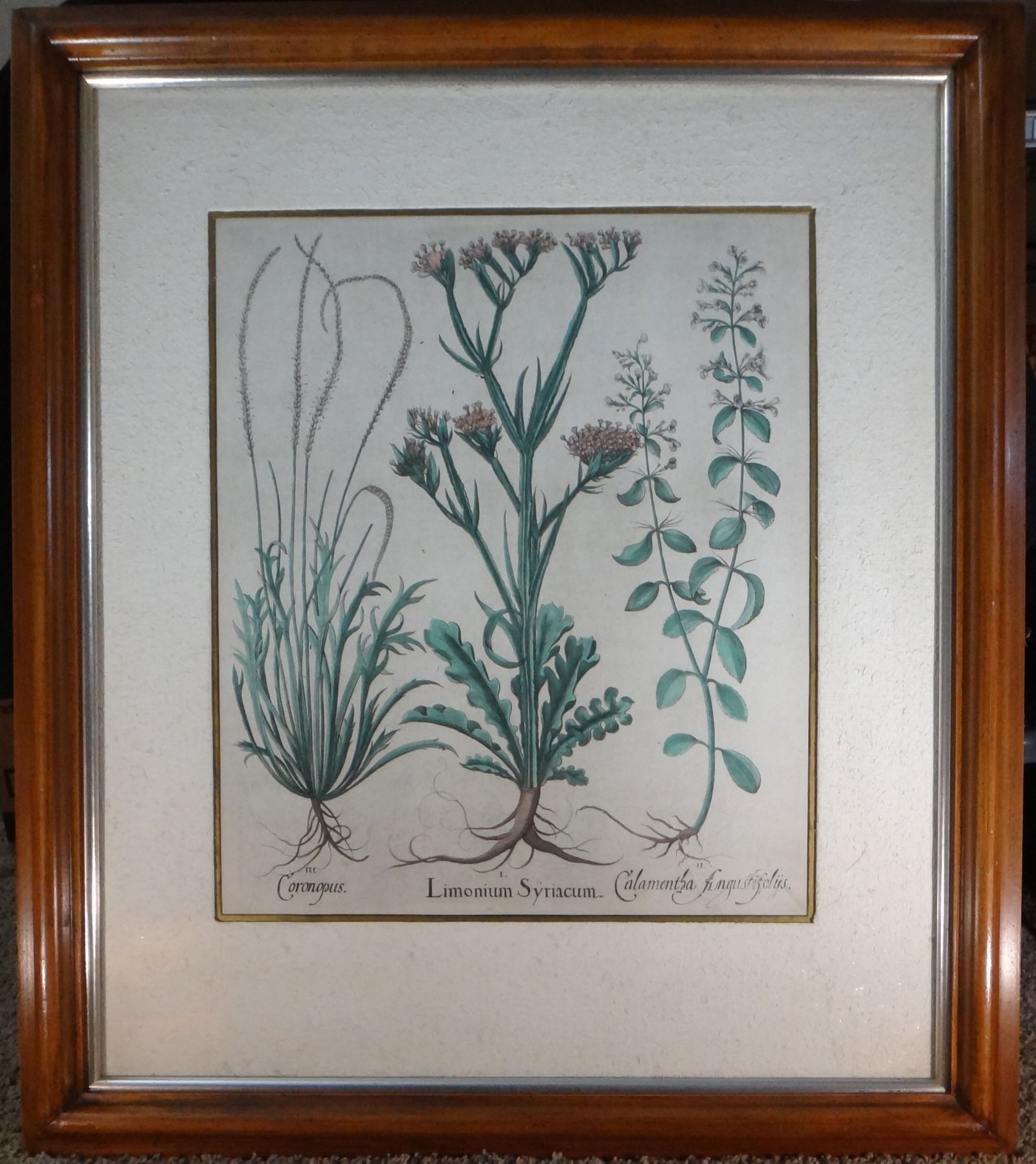 17th c. Basilius Besler Hand Colored Copper Botanical Engraving, 18 3/4" x 15 3/4". (1 of 8)