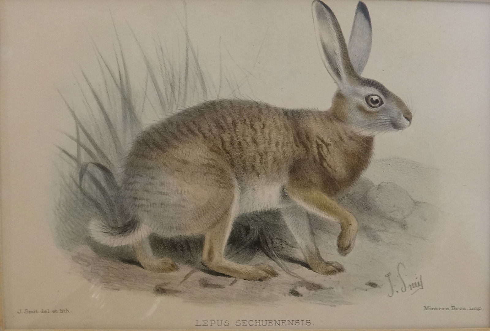 Original Joseph Smit Colored Stone Lithograph of a Rabbit (1 of 7)