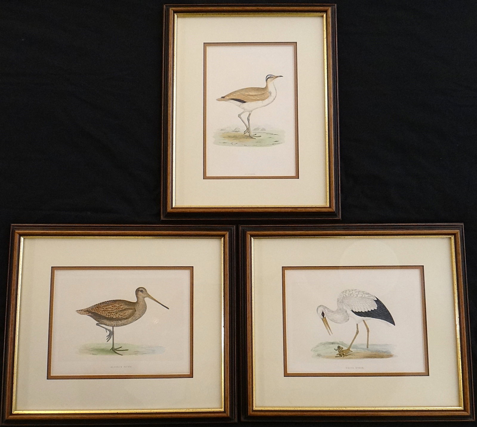 c - 3 1870 Engravings of Birds (1 of 10)