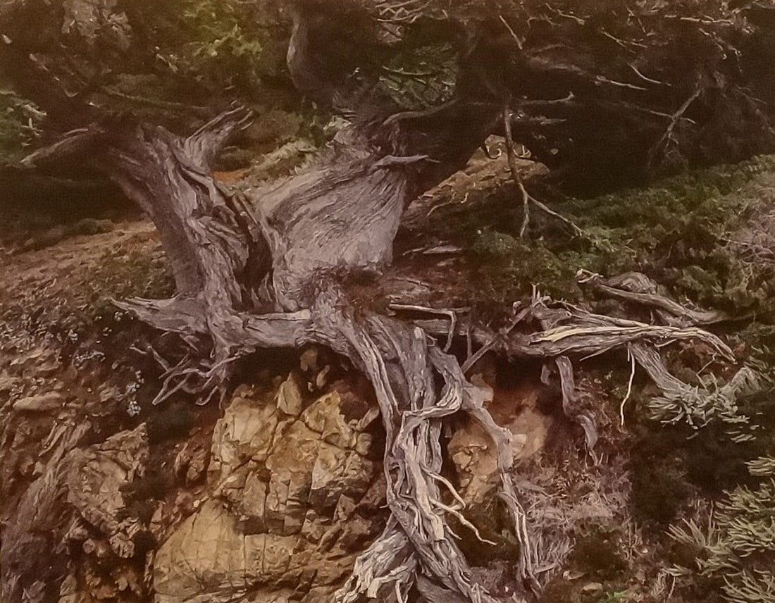 Lg. Vintage Ron F.R. Horner Photograph of Cypress Tree: The Old Veteran.: Large Vintage Ron F.R. Horner Original photograph of Cypress Tree Exposed Roots. Titled : The Old Veteran. Photo size is 14” x 11”. Matte is 20” x 16”. Signed on the matte, RFR