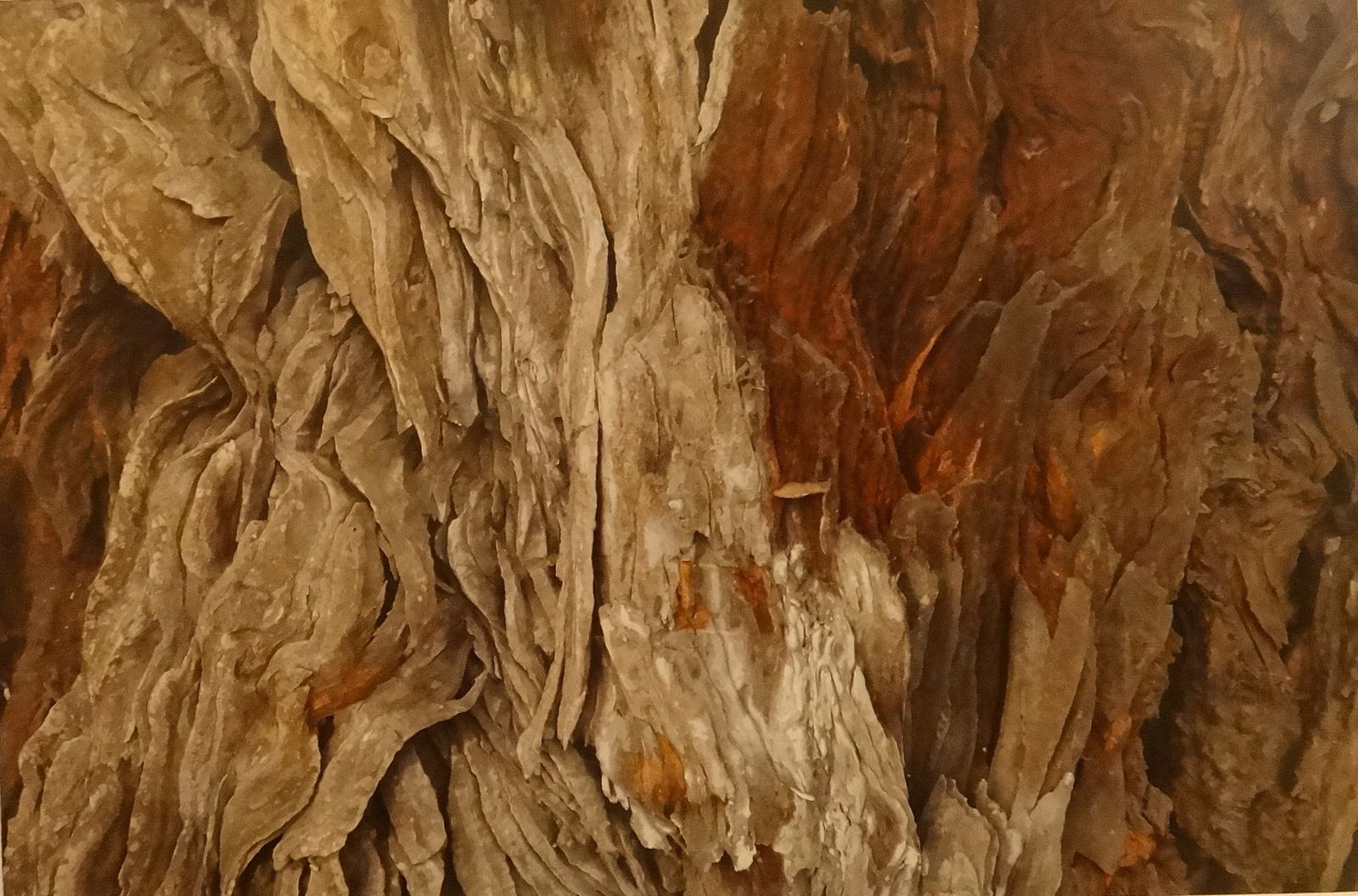 Lg. Vintage Ron F.R. Horner Photograph of Close up of a Tree Trunk.: Large Vintage Ron F.R. Horner Original photograph of Close up of a Tree Trunk. Photo size is 9” x 11”. Matte is 20” x 16”. Signed on the matte, RFRH. Carmel, CA. area photograp