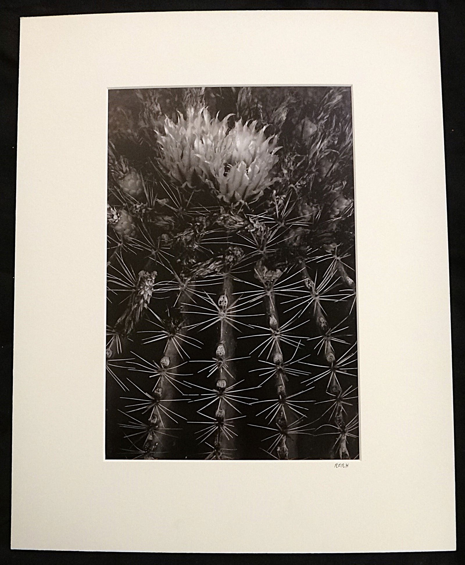 Ron Horner B&W Digital Photo titled: Cabo Cacti.: Ron Horner Black & White Digital Photo titled: Cabo Cacti. Initialed on the matte RFRH. Photo size 14” x 9”. Matte size 20” x 16”. Original gallery tag for $300 included. From