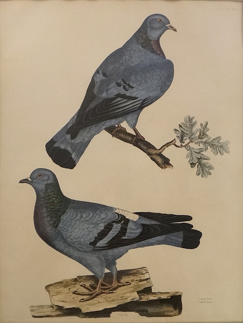 Prideaux John Selby Engraving #56 Stock Dove; Rock Pigeon.: Prideaux John Selby (1788-1967) Hand Colored Engraving - Stock Dove; Rock Pigeon. From the illustrations of British Ornithology Volume 1, Land Birds - Plate 56. Engraving shown measures 16” x 21