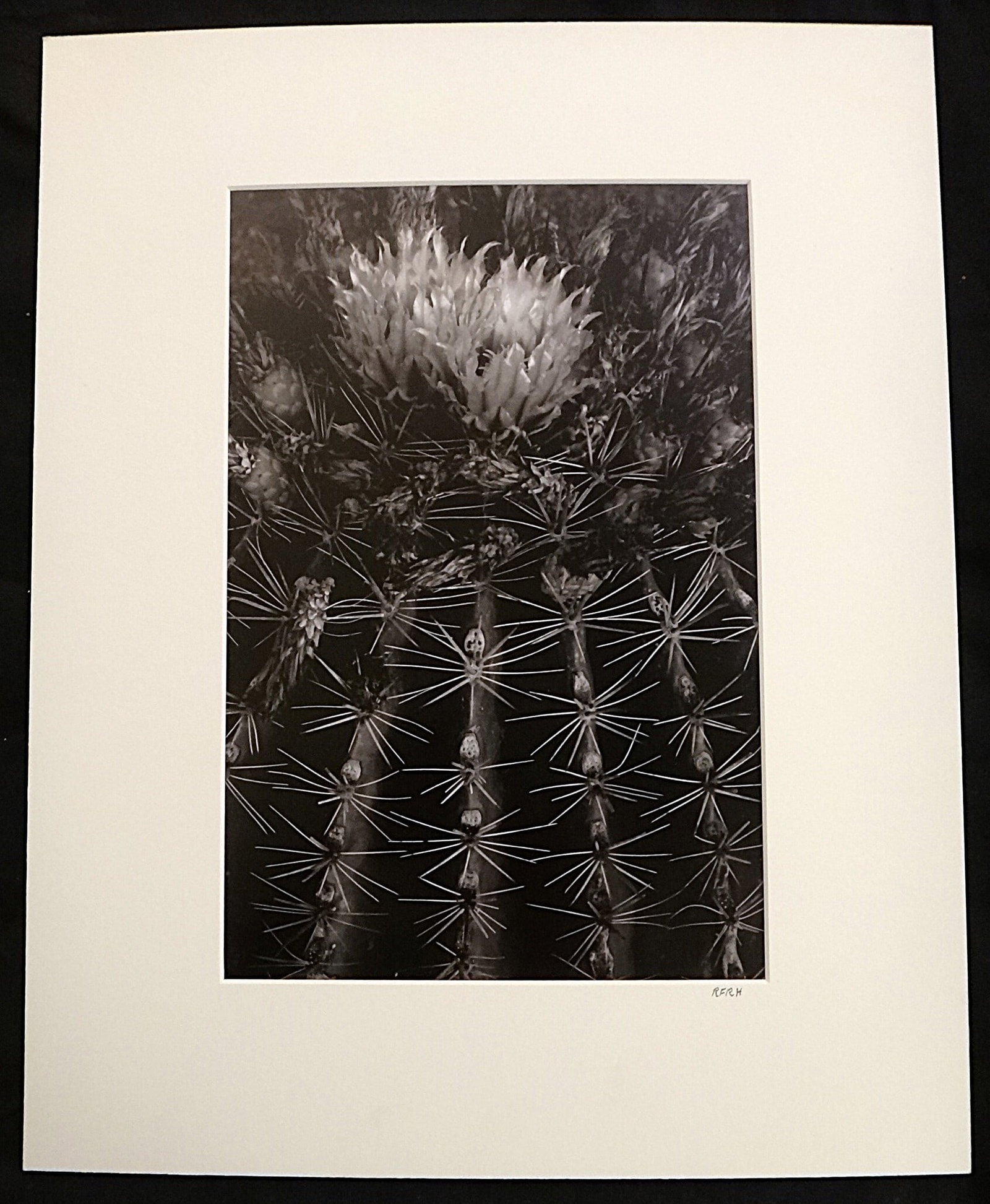 Ron Horner B&W Digital Photo titled: Cabo Cacti. (1 of 6)