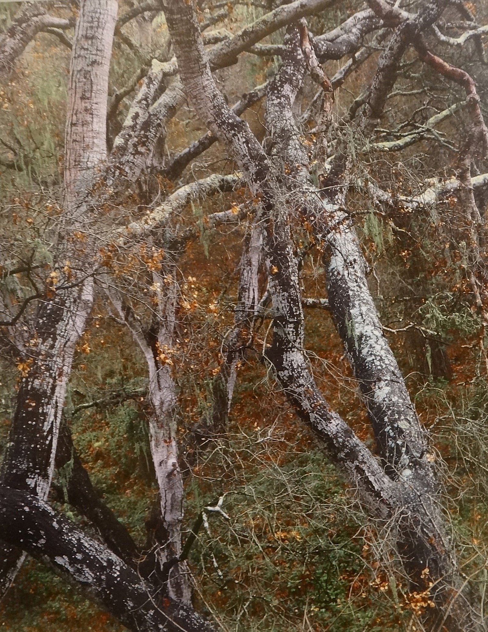 Lg. Vintage Ron F.R. Horner Photograph of Oak Trees. (1 of 4)