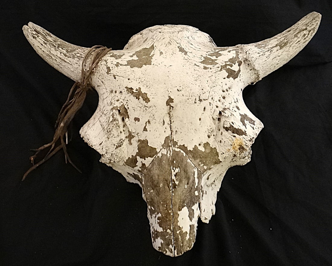 Antique Bison Skull w/Rawhide straps & 14k gold Elks tooth: Antique Bison Skull with old leather over 1 horn & rawhide straps with 14k gold & enamel mounted Elks tooth with tusk shell attached. Probably 2nd half 19th cent. Measures approx. 24” w x 18&rdq