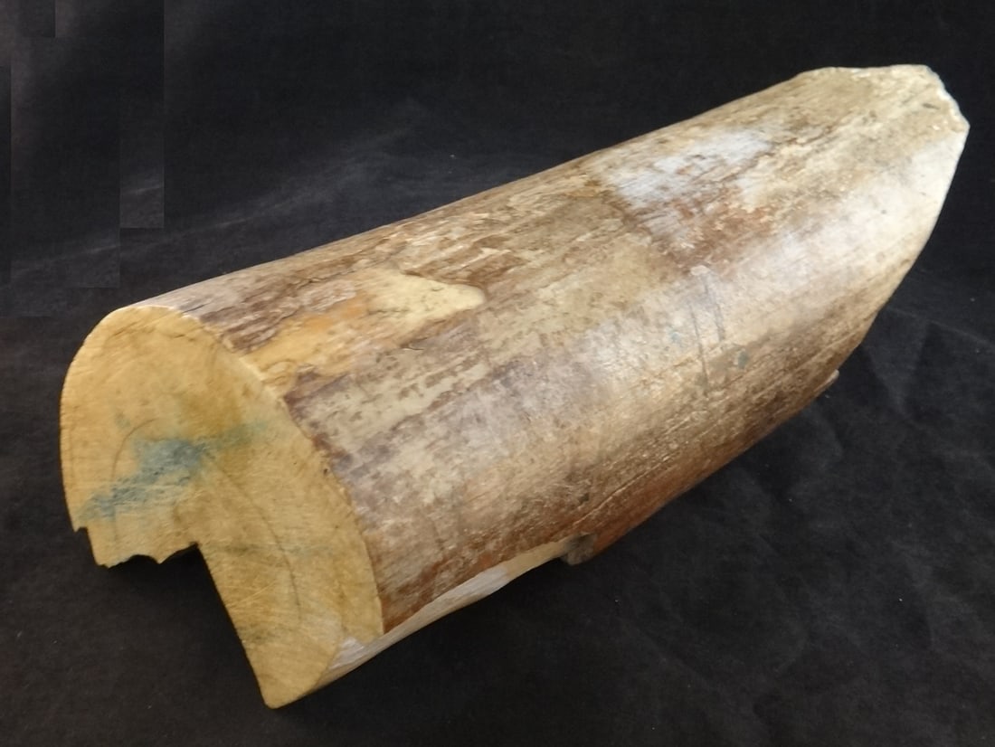 Ancient Wooly Mammoth Fossilized Tusk Fragment, 10,000 + yrs.: Ancient Wooly Mammoth Fossilized Tusk Fragment, 10,000 + years old. 15” long x 6” wide – weighs 10.6 lbs. (Fossilized Mammoth Tusk can sell for $400 per pound)