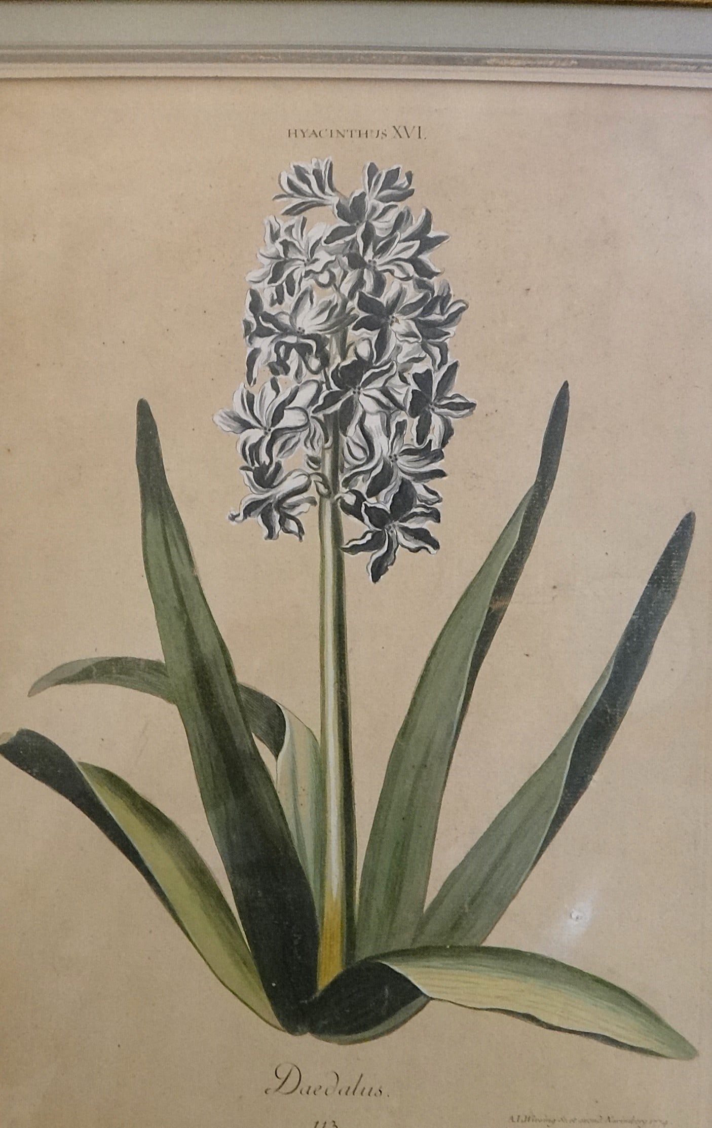 1774 Adam Ludwig Wirsing HC Copper Engraving: Hyacinthus XVI (1 of 10)