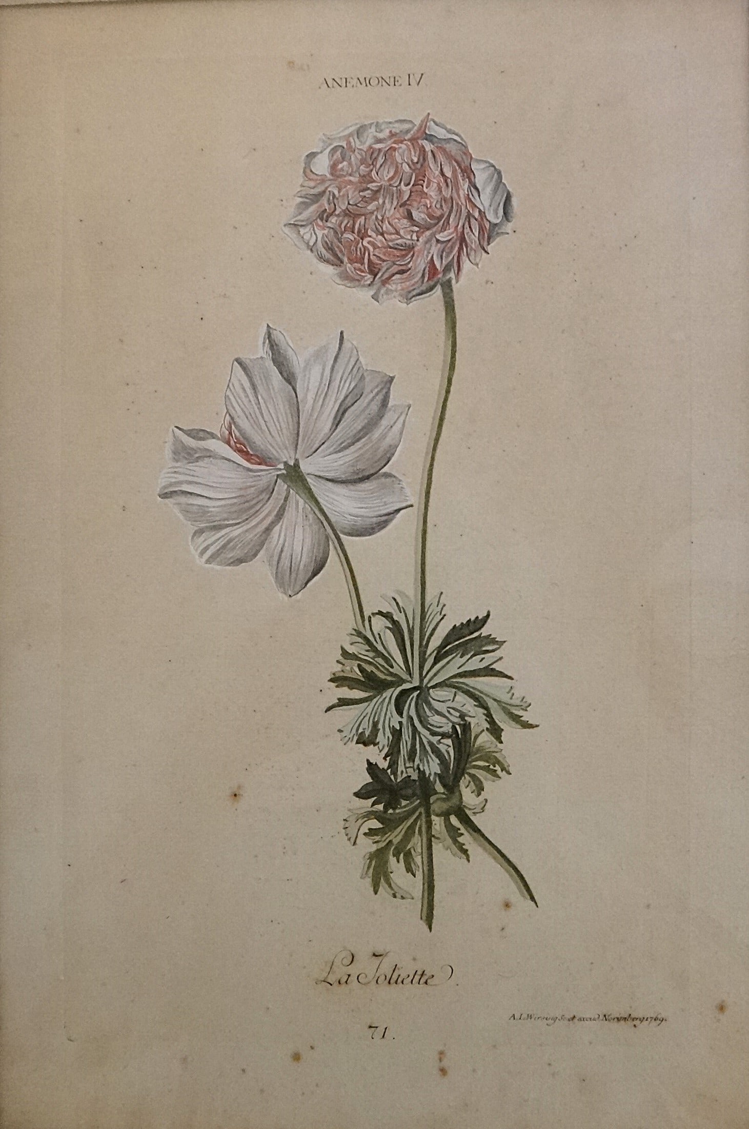 1774 Adam Ludwig Wirsing HC Copper Engraving: La Johette – Anemone IV. (1 of 7)