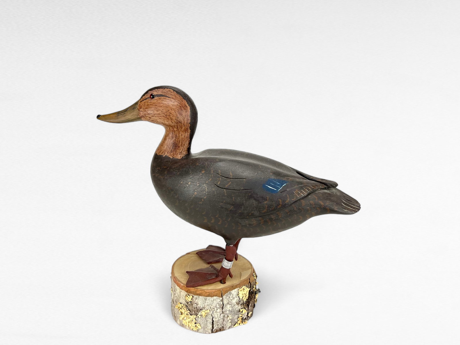 Black Duck - David Prime (1 of 4)
