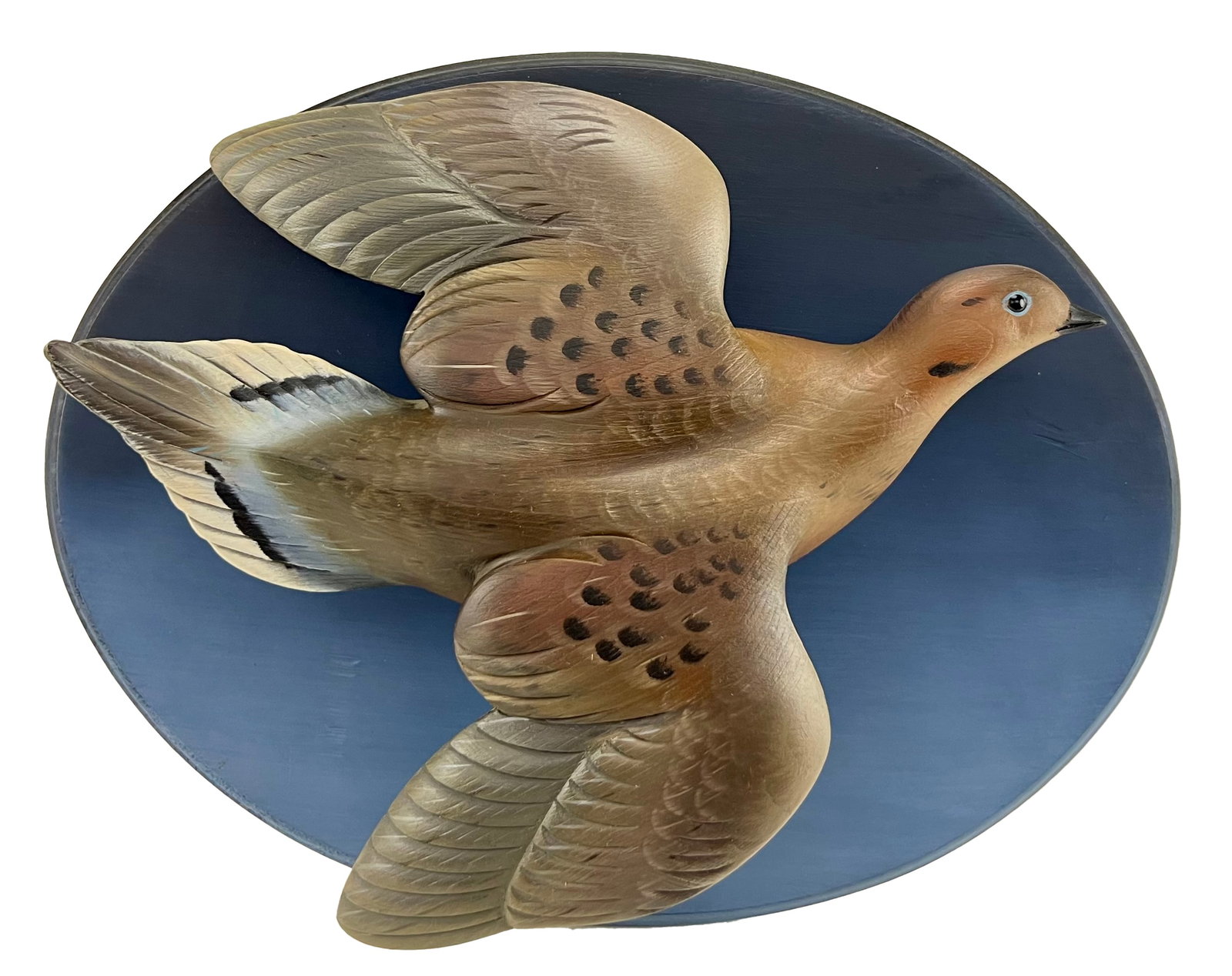 Flying Dove - Sean Sutton (1 of 5)