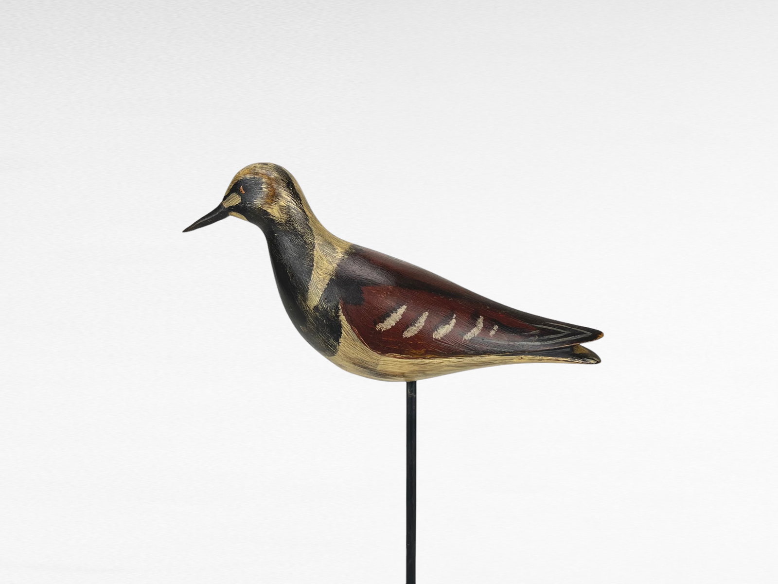 Ruddy Turnstone - David Rhodes (1 of 4)