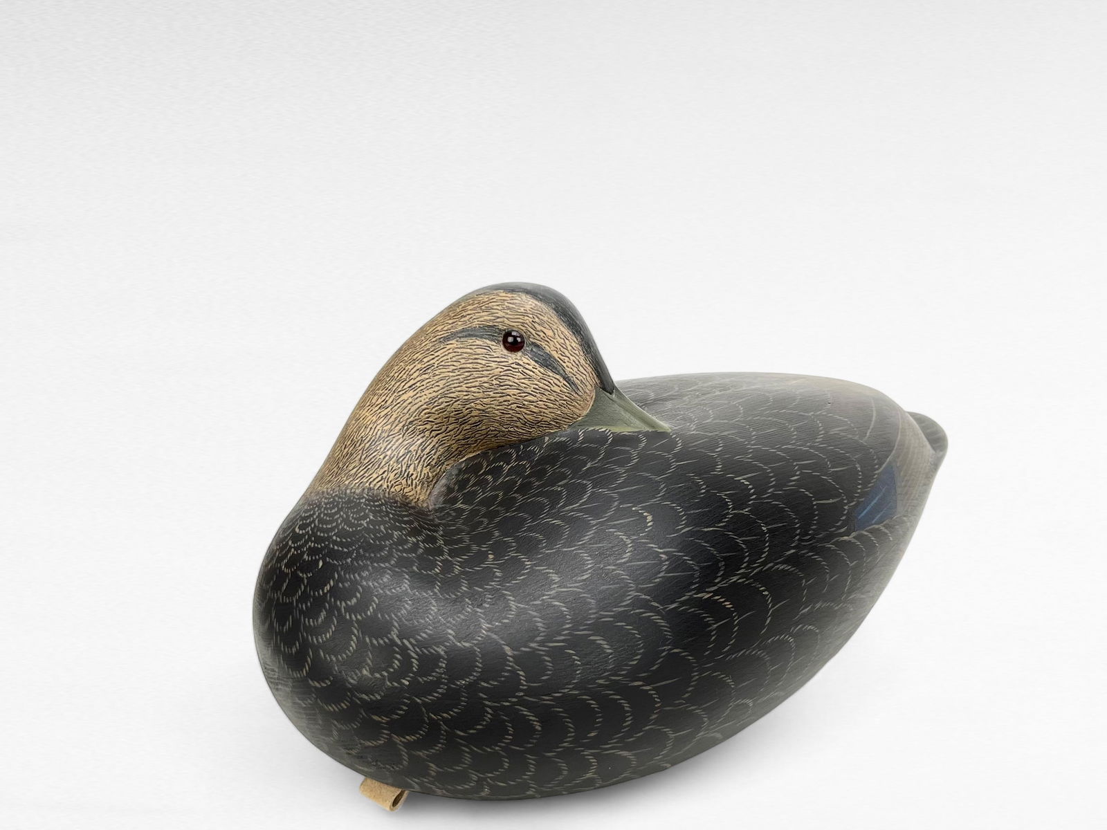 Preening Black Duck - Keith Mueller (1 of 7)