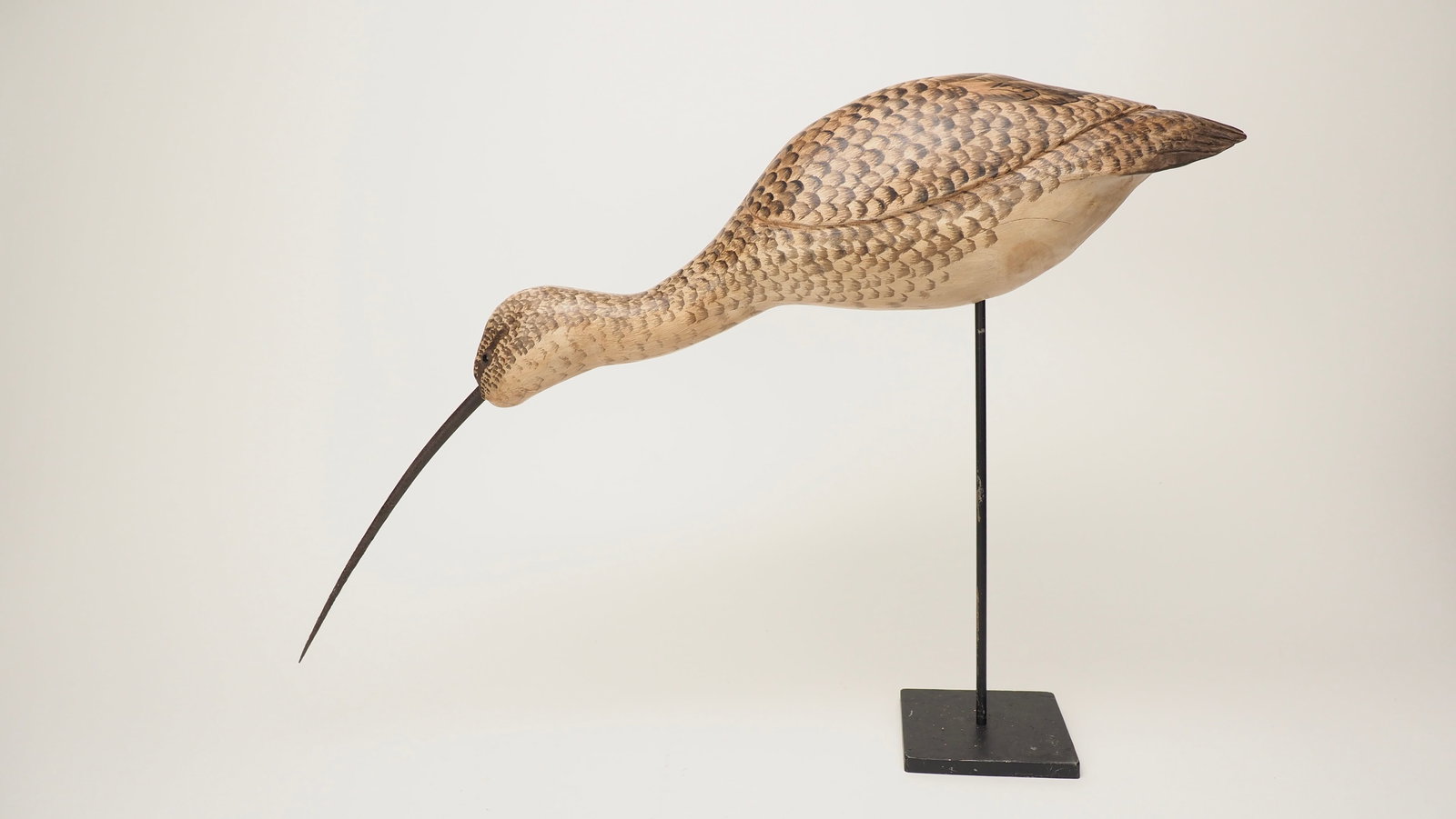 Long Billed Curlew - George Soule (1 of 5)
