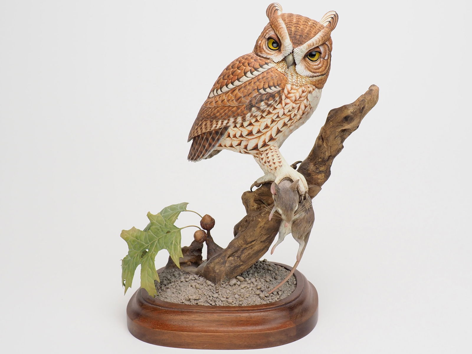 Red Phase Eastern Screech Owl - Jim Hazeley (1 of 20)