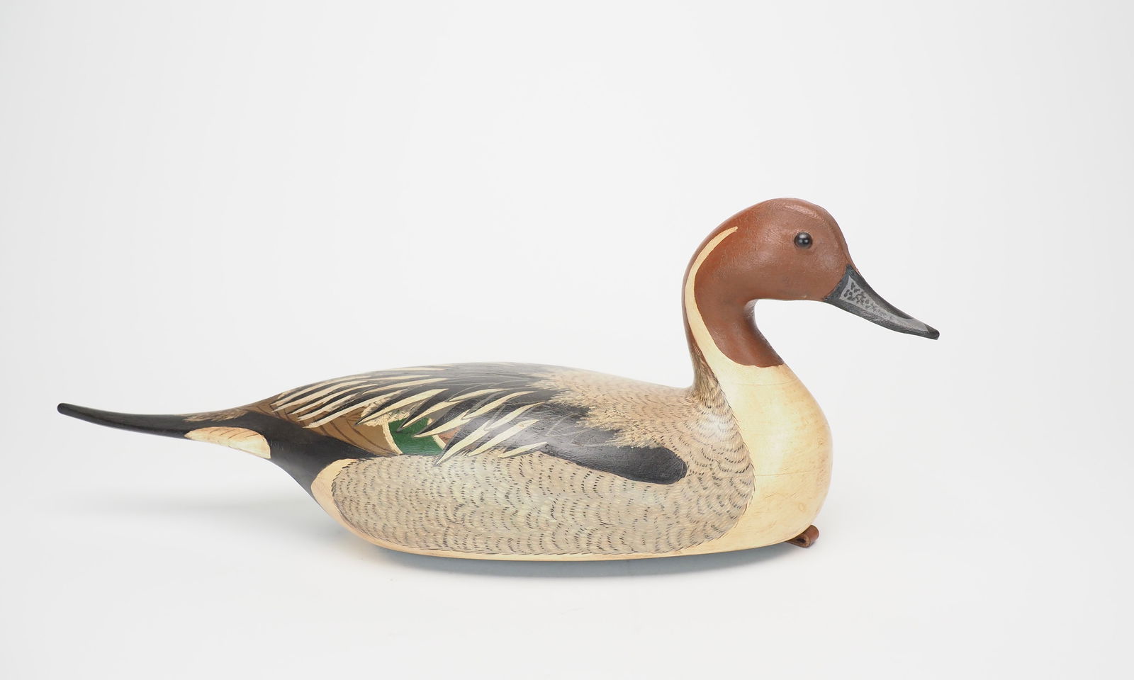 Pintail Drake - Torry Ward (1 of 6)