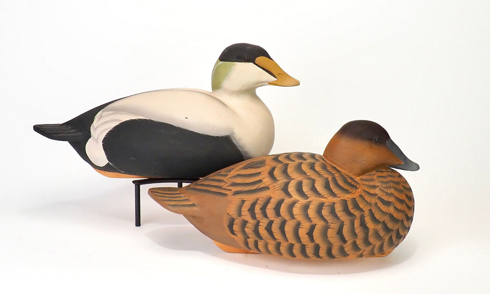 Steve Brettell - Common Eider Pair (1 of 7)