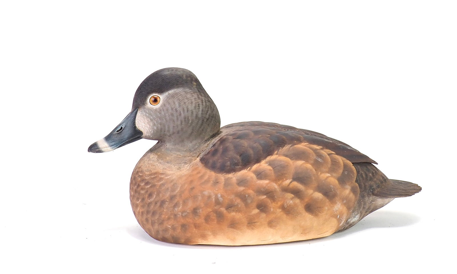 Roy LeGaux Jr - Redhead Hen (1 of 7)