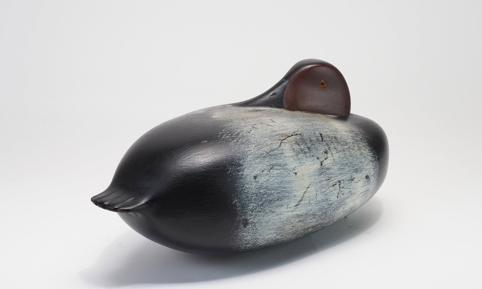 William Quinn - Preening Canvasback - 2