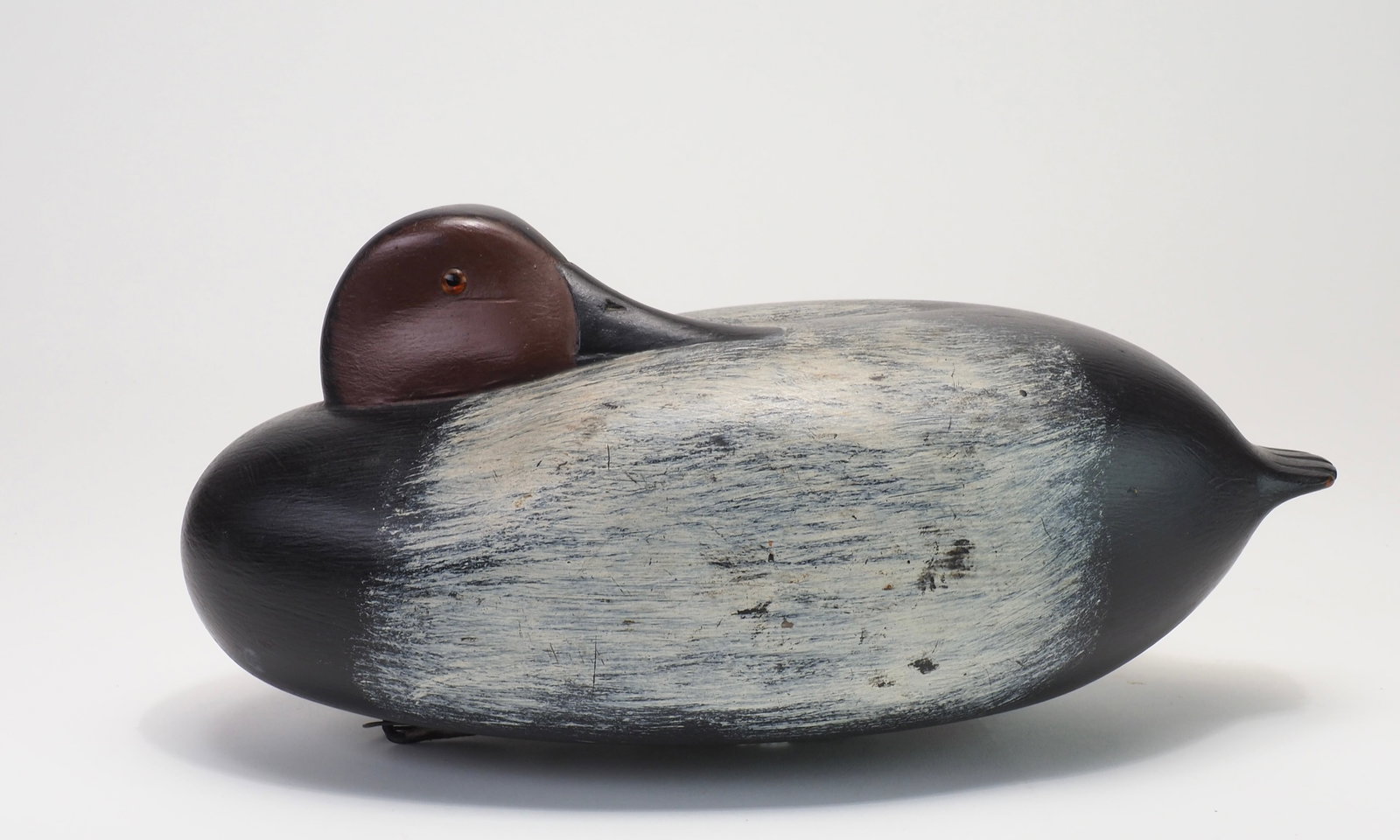 William Quinn - Preening Canvasback - 3