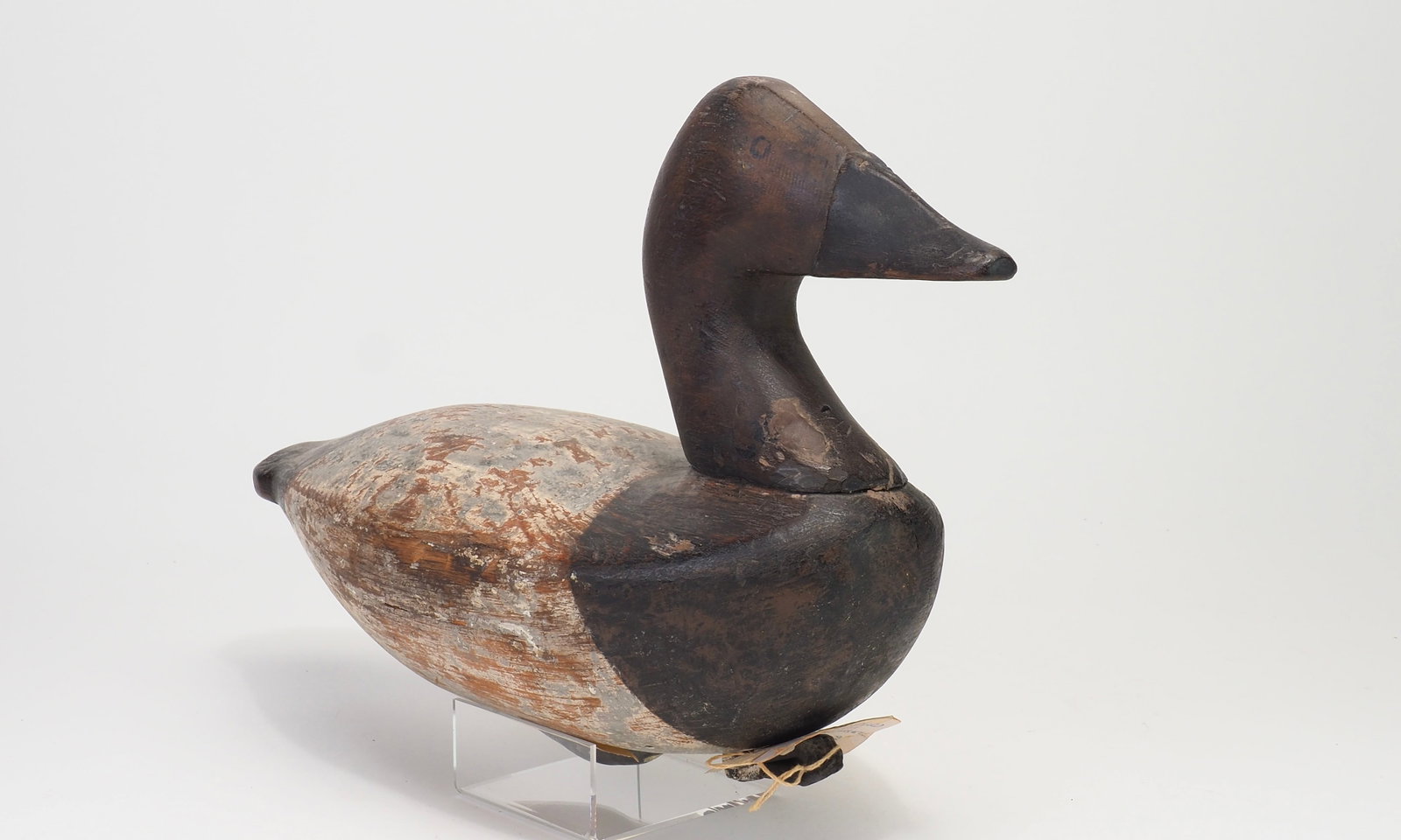 Charles Nelson Barnard - Canvasback Hen - 2