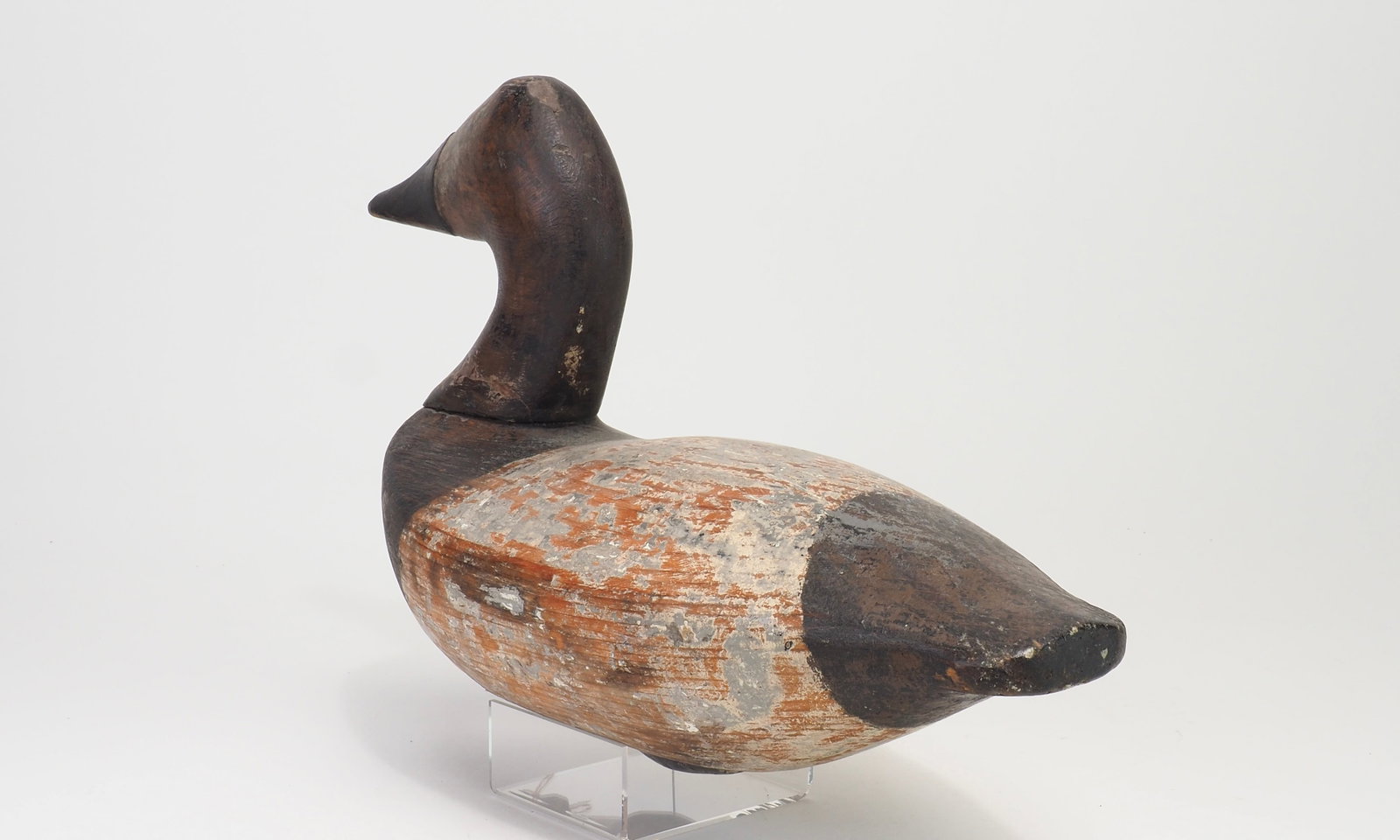 Charles Nelson Barnard - Canvasback Hen - 3