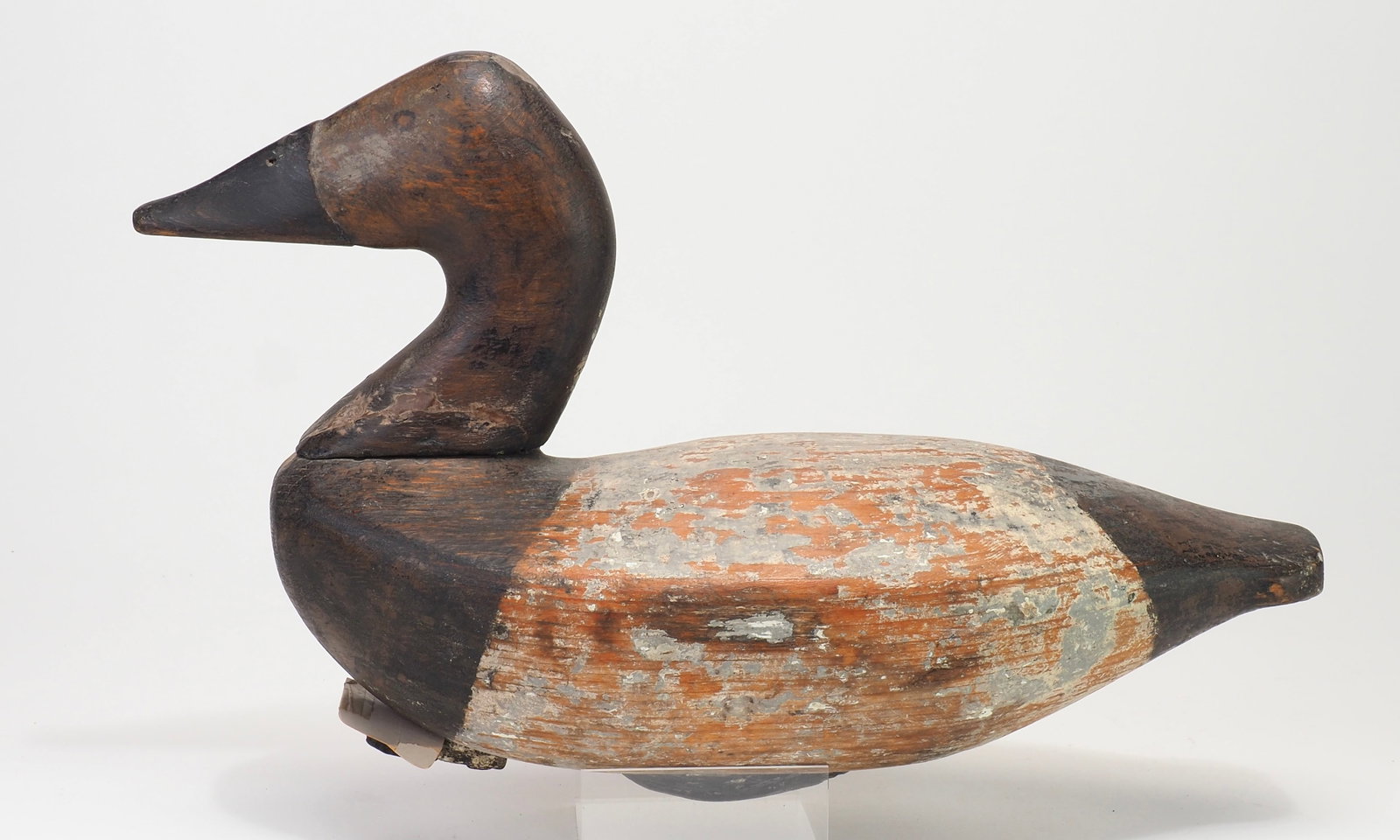 Charles Nelson Barnard - Canvasback Hen - 4