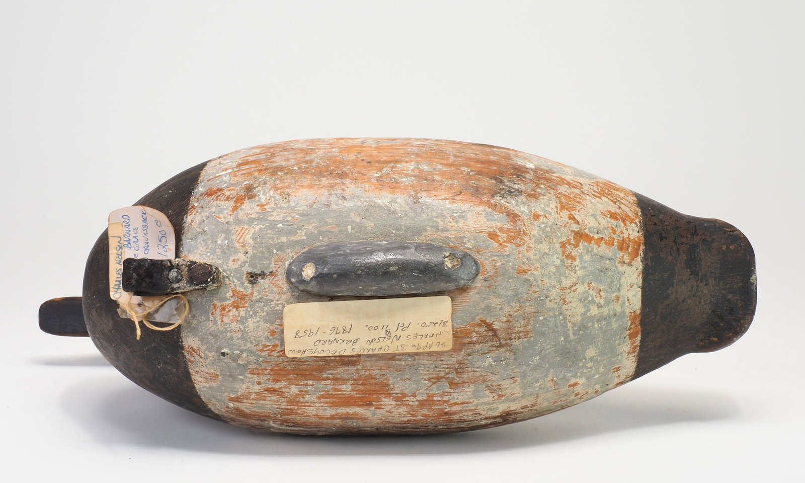 Charles Nelson Barnard - Canvasback Hen - 5