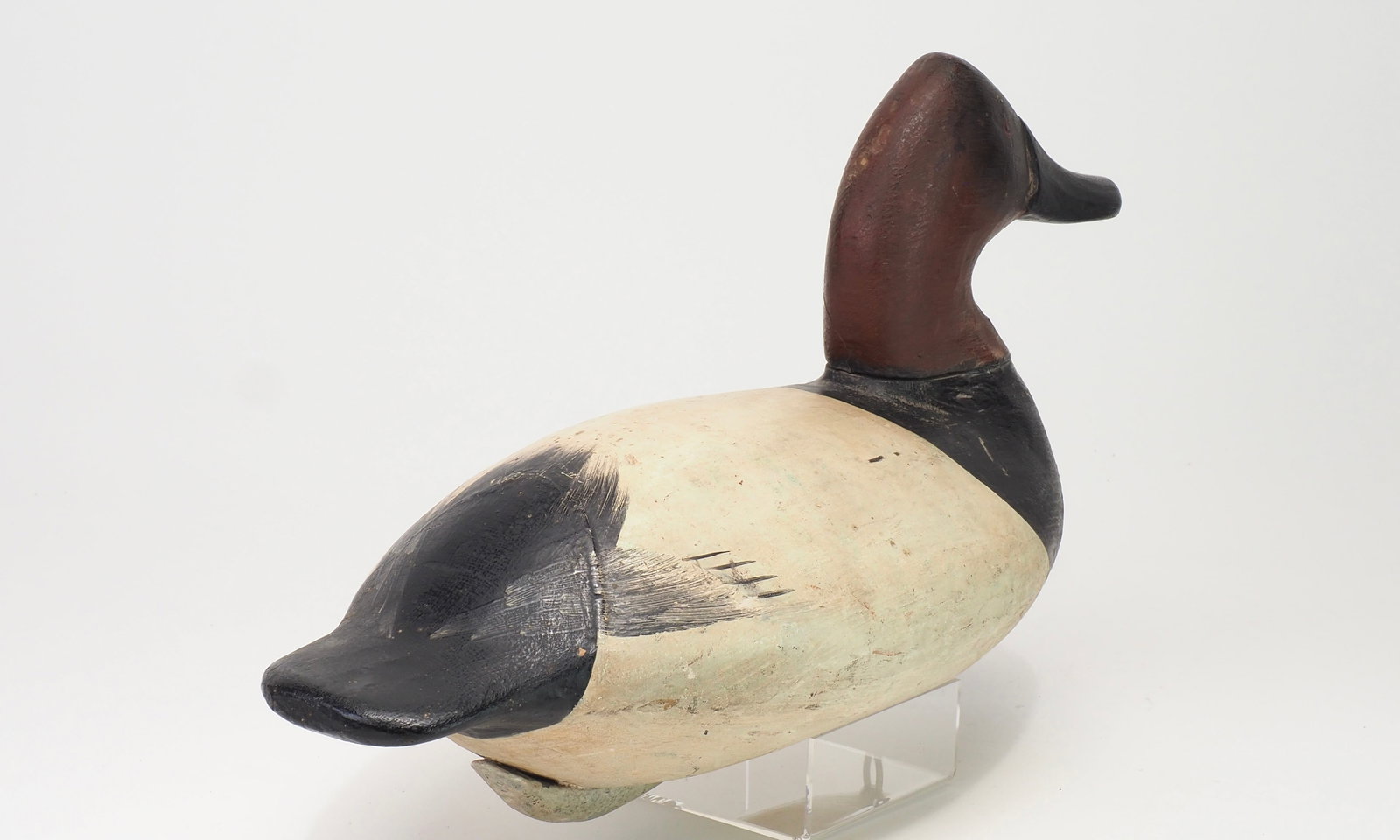 Will Heverin - Canvasback Drake - 5