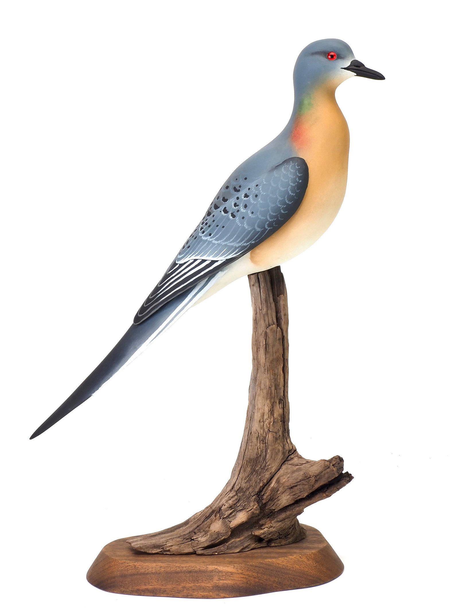 Oliver Lawson - Rare Life-size Passenger Pigeon (1 of 7)