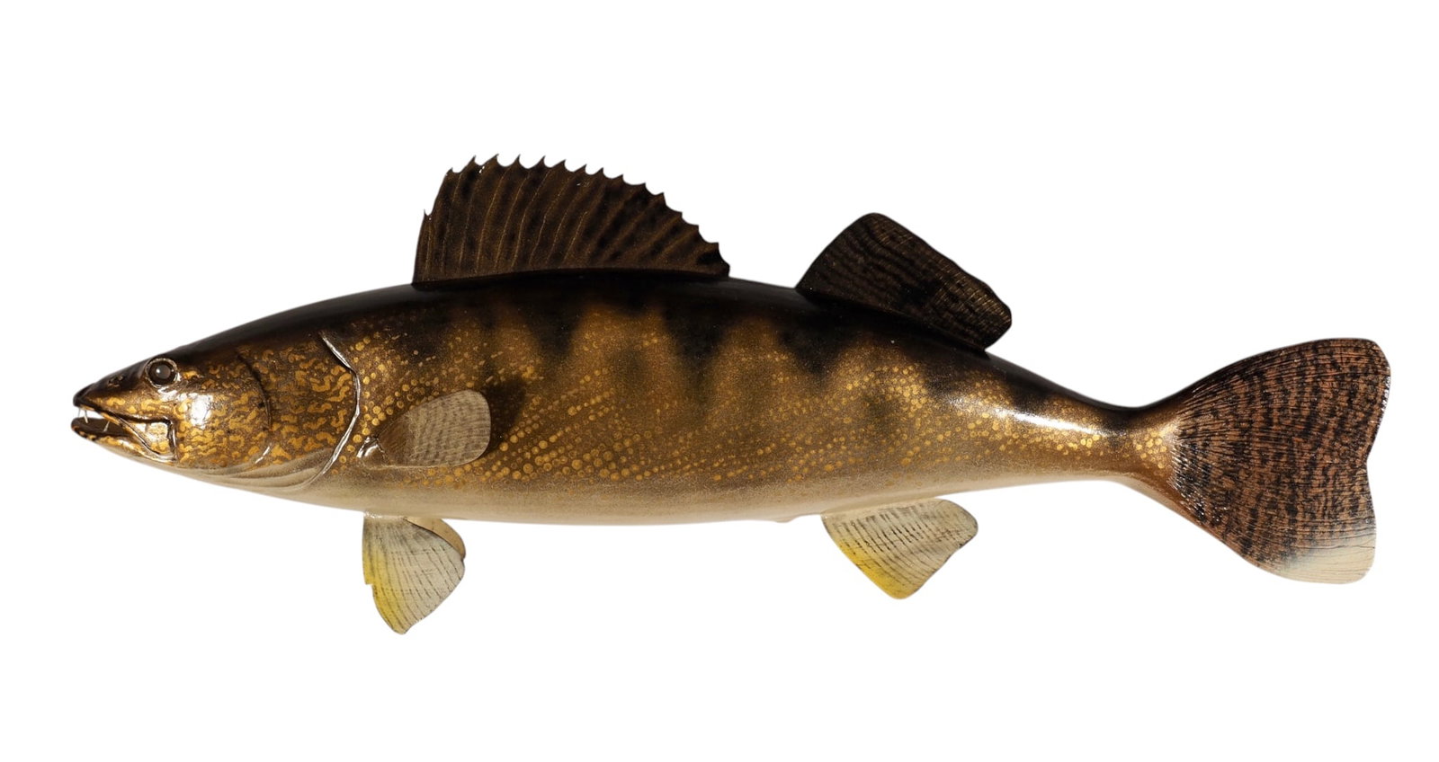 Tom Winter - 33.5" Trophy Walleye Carving: Tom Winter Oshkosh, WI Wood carved trophy size walleye with large taxidermy eyes and carved gills and an open carved mouth. Metal fins and a carved wooden tail. Condition: Very good and original with 