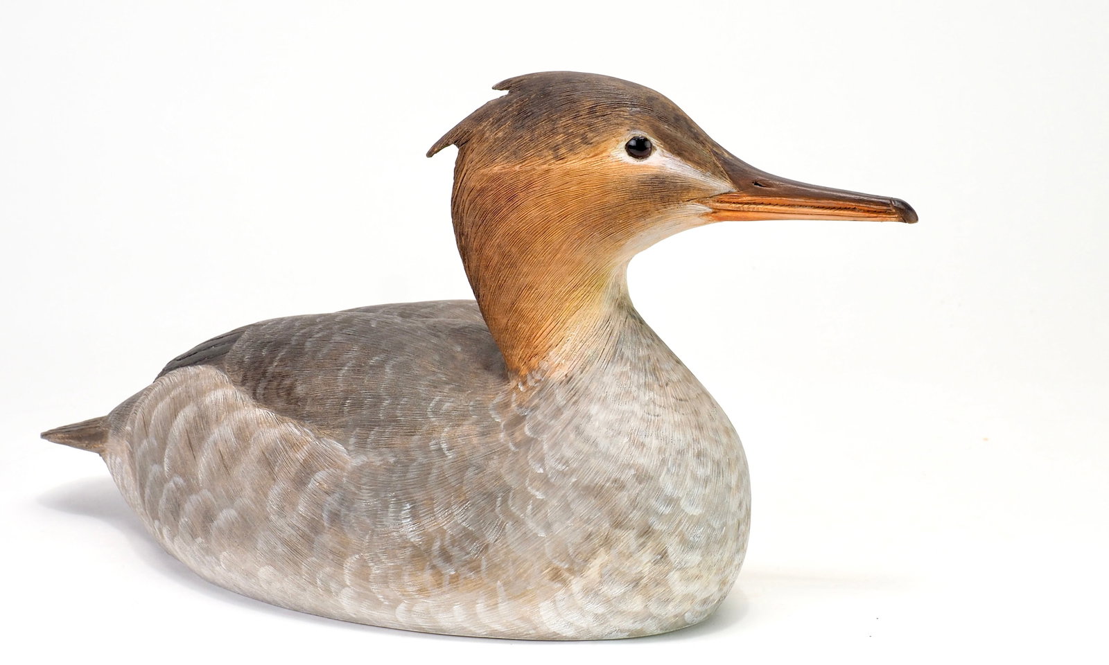 Kenneth Scheeler - Common Merganser Hen - 2