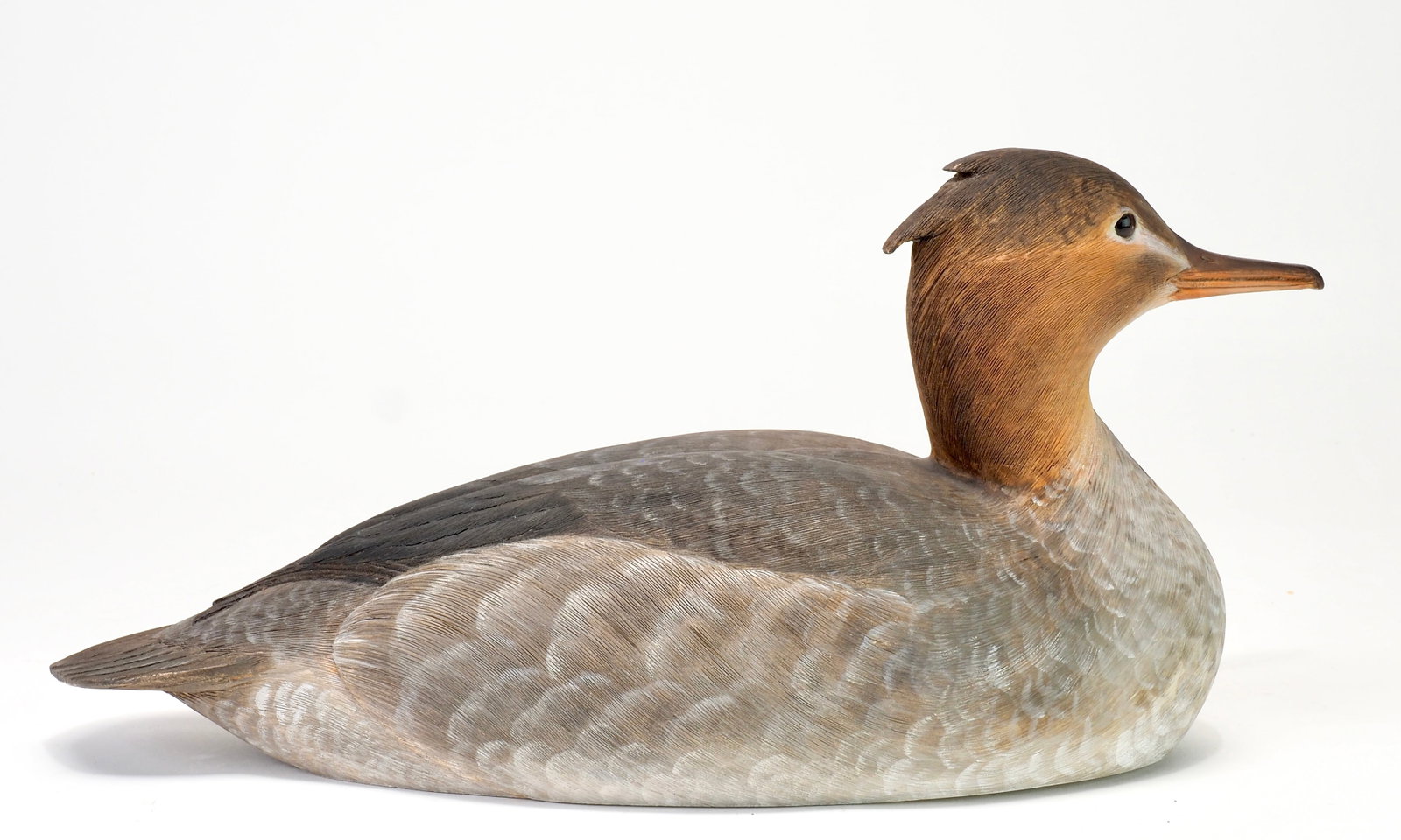Kenneth Scheeler - Common Merganser Hen - 3