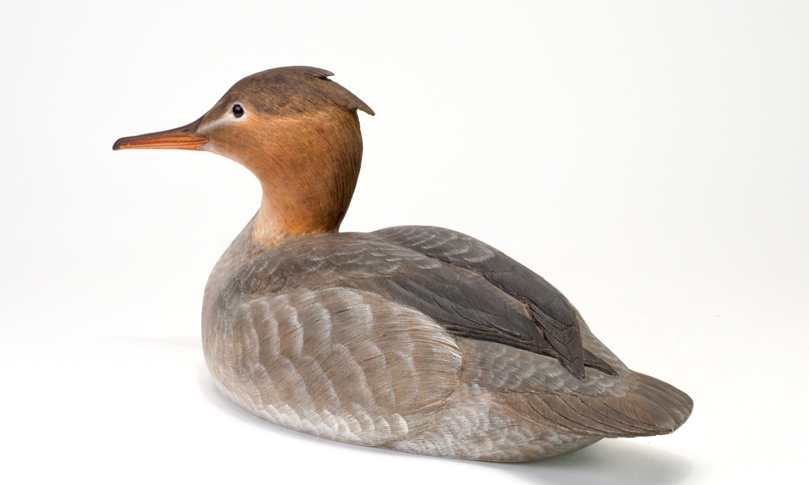 Kenneth Scheeler - Common Merganser Hen - 4