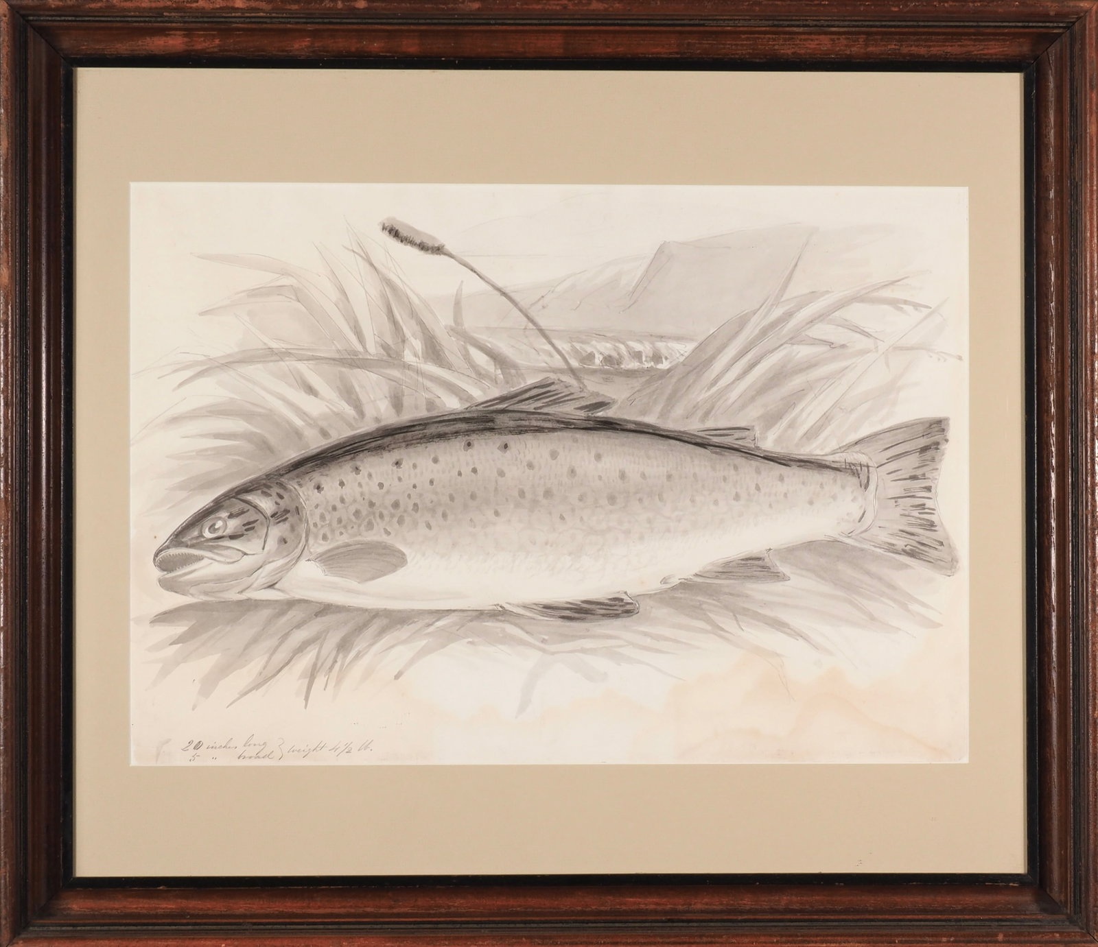 Unknown Artist/Unsigned - Trout - 2