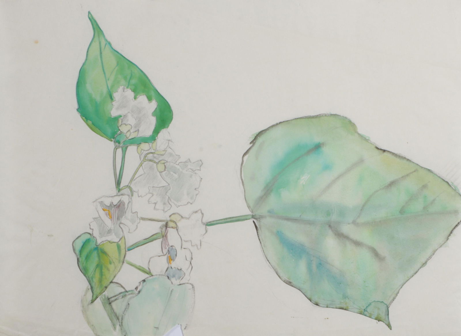 Ada Gilmore Chaffee, Massachusetts, Michigan (1883-1955), floral study, watercolor and pencil on (1 of 7)