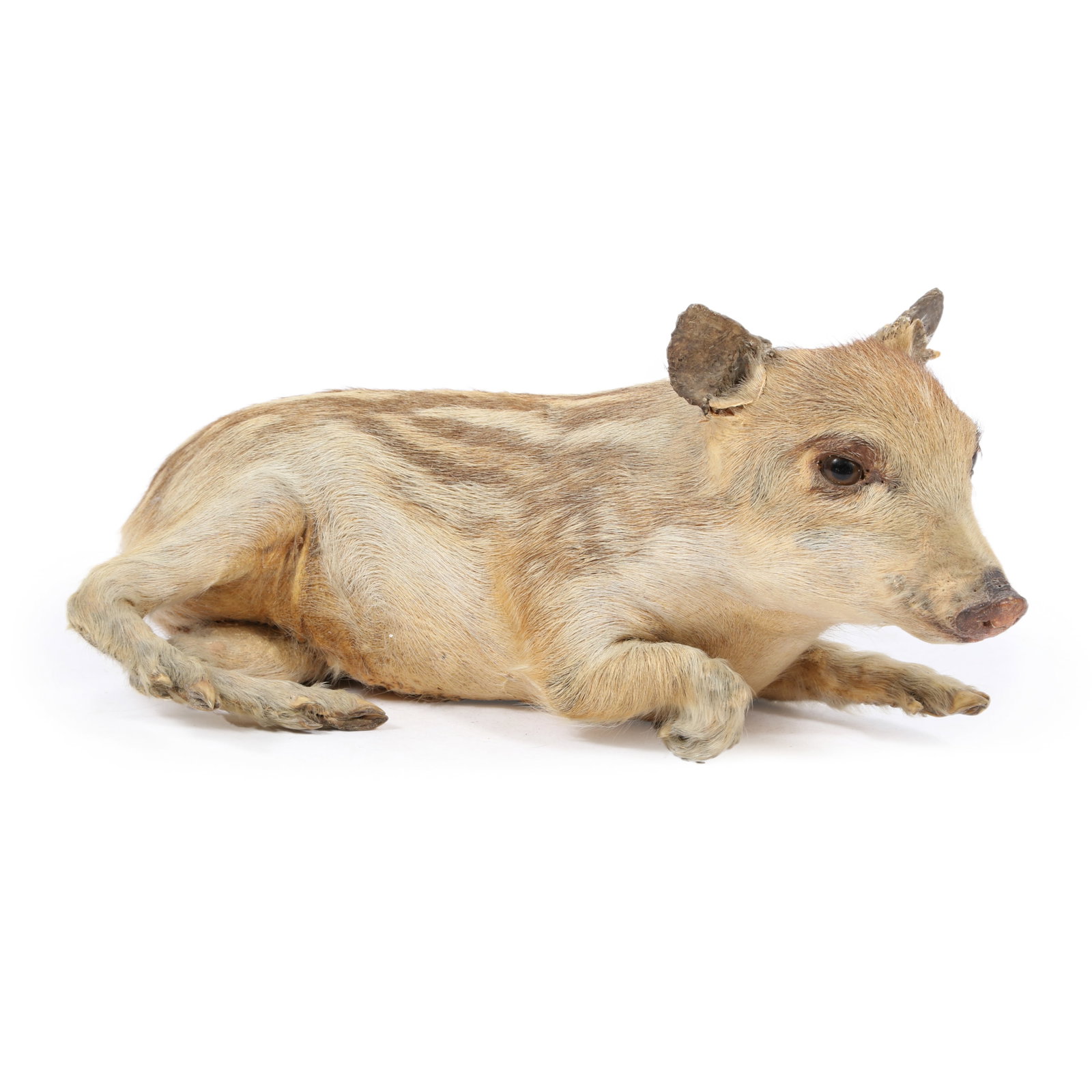 Reclined wild boar banded baby piglet full body taxidermy mount. 6 1/4"H x 13"W x 7"D (1 of 19)