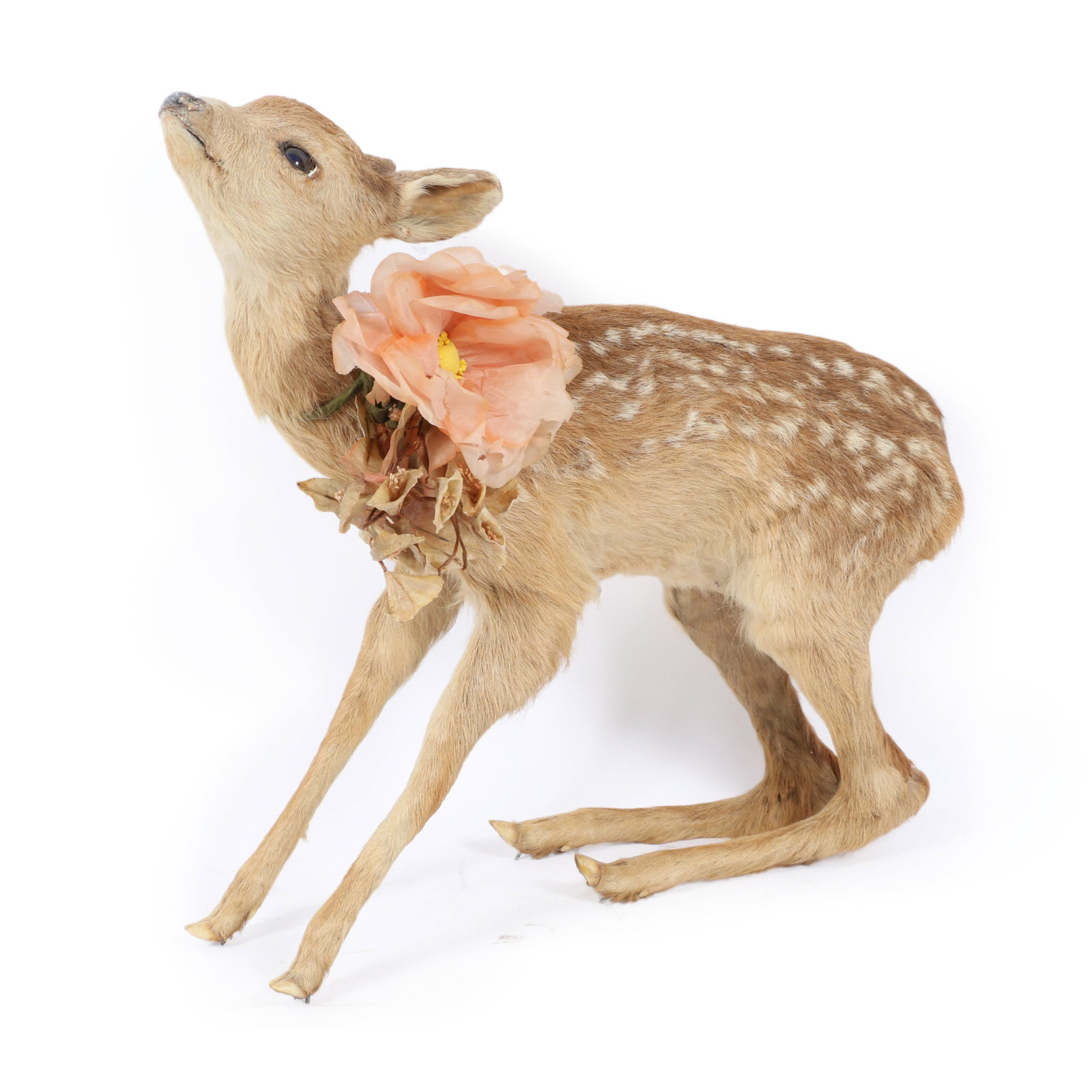Deer fawn full body taxidermy mount with corsage. 15 1/2"H x 15"W x 4"D (1 of 13)