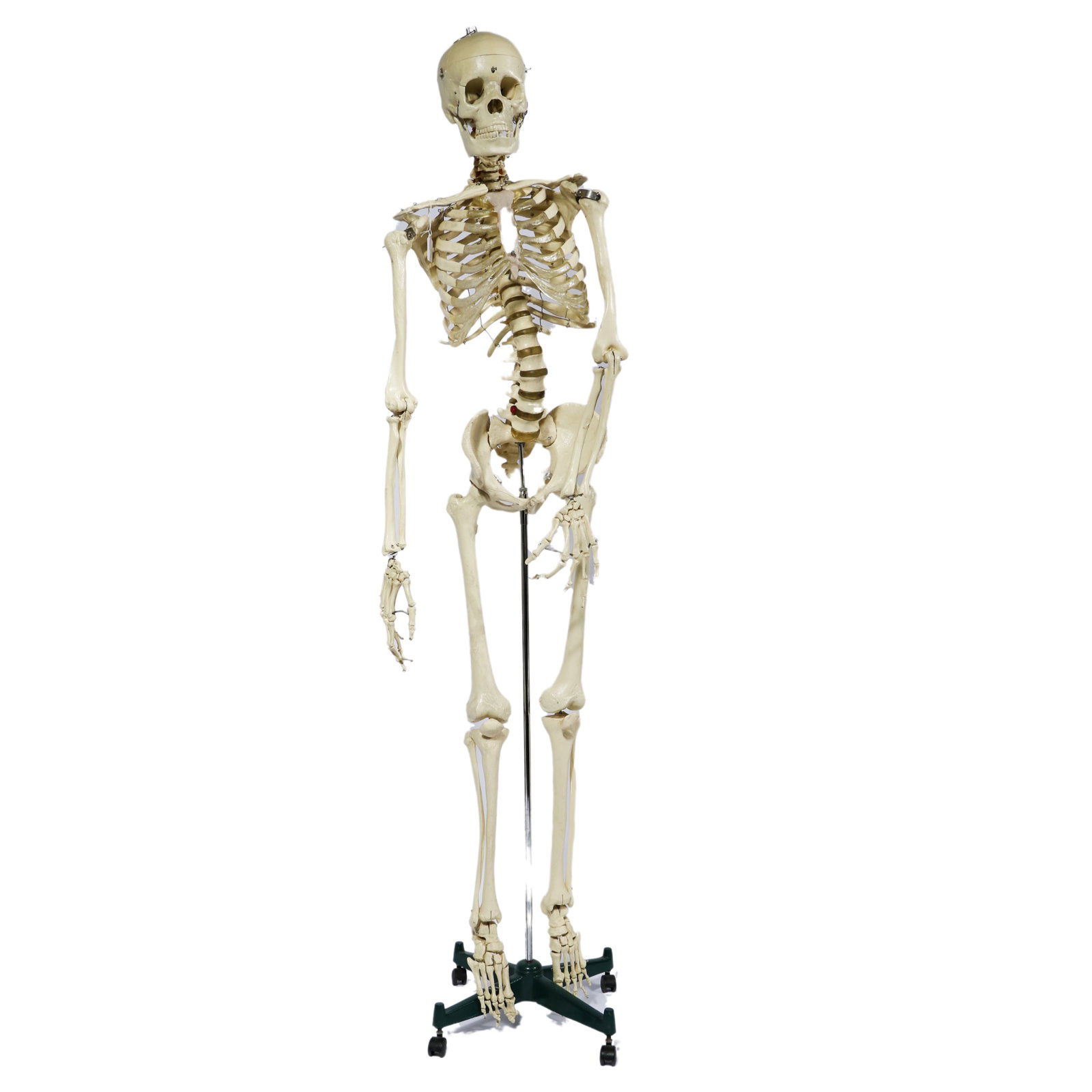 Vintage resin full human skeleton anatomical science medical lab teaching model on rolling stand. (1 of 20)
