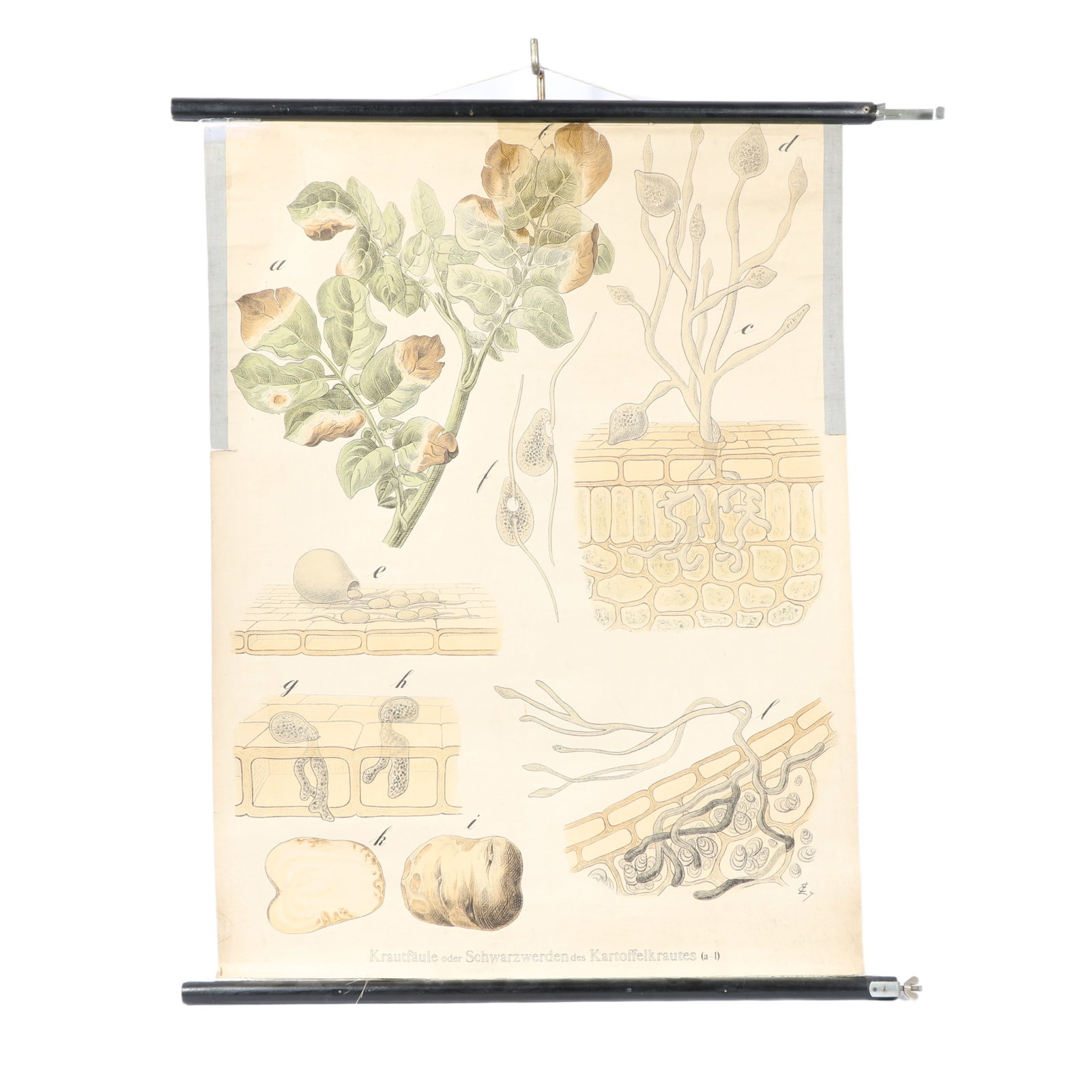 Vintage German parasitic fungi pull down scientific teaching chart poster. 29"H x 30 1/2"W (1 of 16)