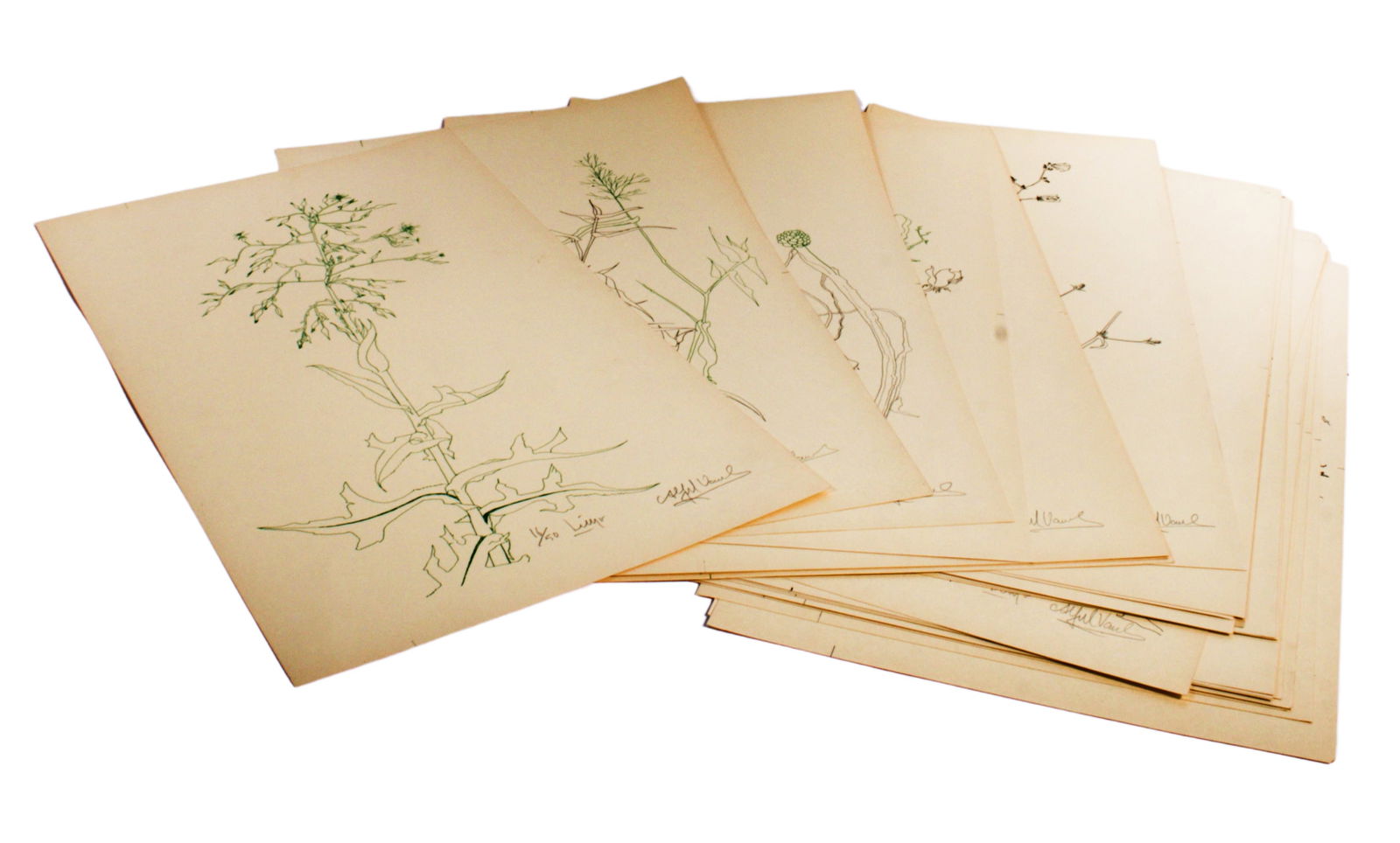 Alfred Van Loen, New York / Germany (1924-1994), Untitled Botanical Studies, Lithograph, edition of (1 of 18)