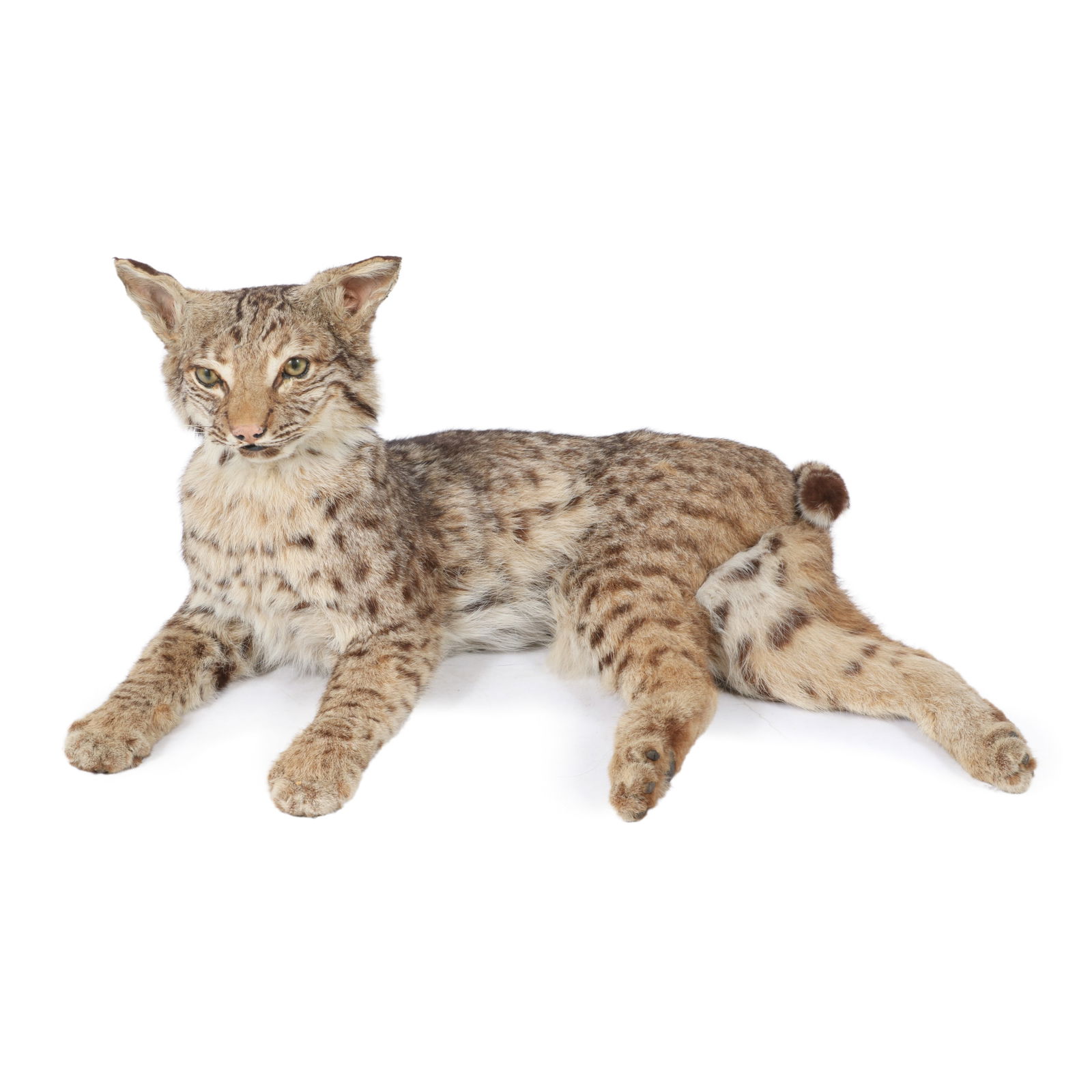 Reclined lynx bobcat cub full body taxidermy mount. 12 1/2?H x 26?W (1 of 11)